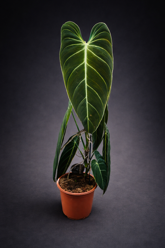 Philodendron Melanochrysym