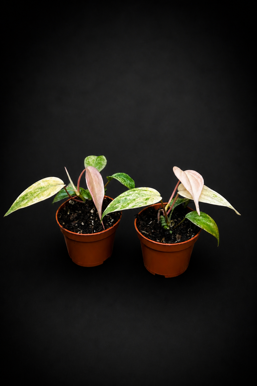 Philodendron Micans Marble - 5 cm potte