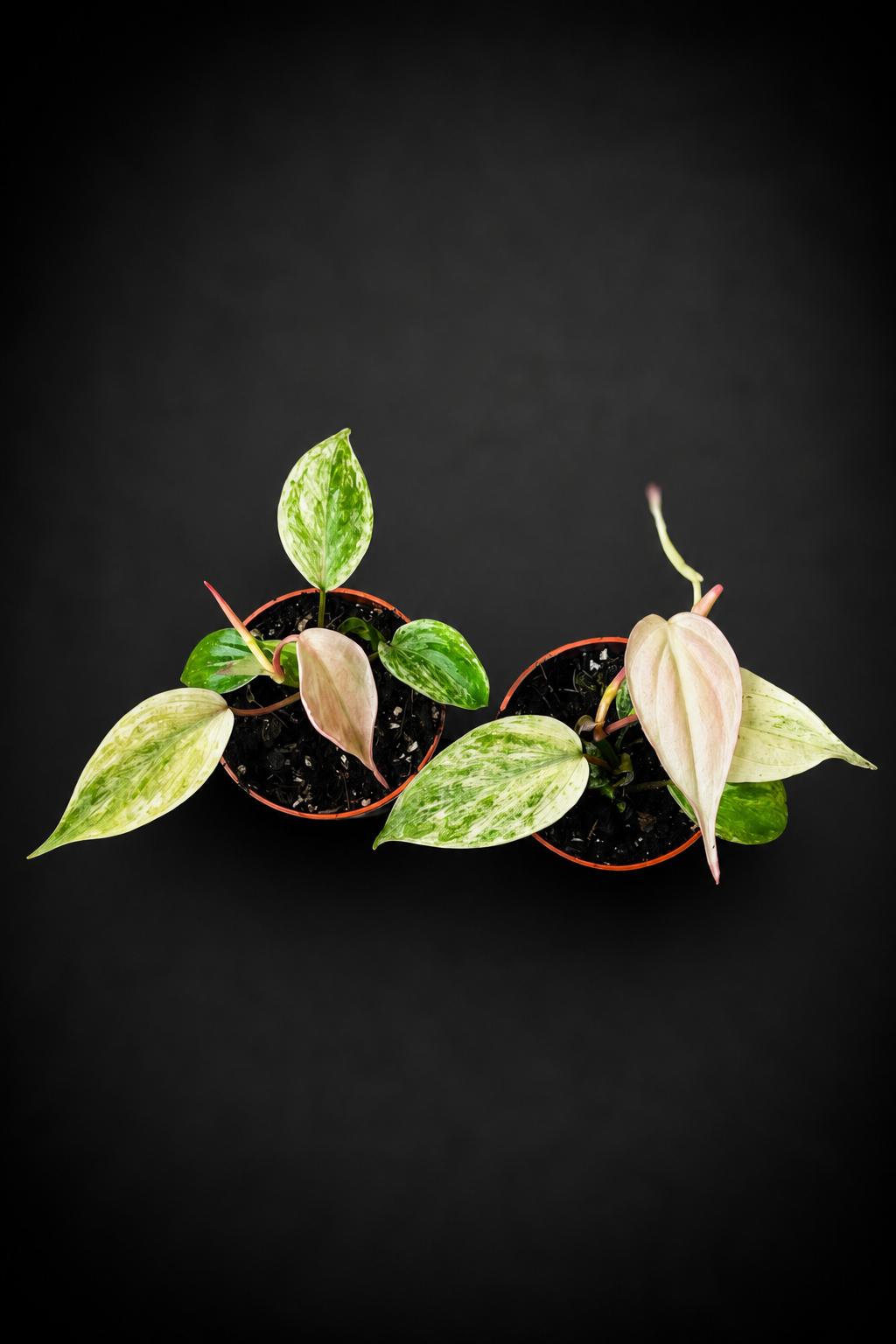 Philodendron Micans Marble - 5 cm potte