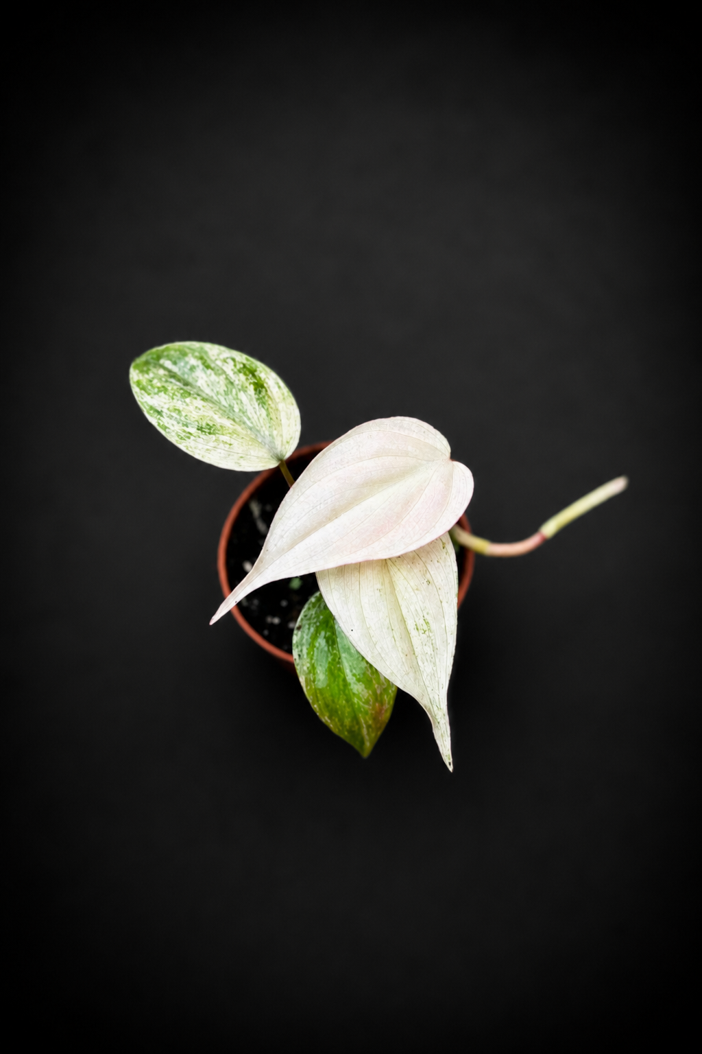 Philodendron Micans Marble - 5 cm potte