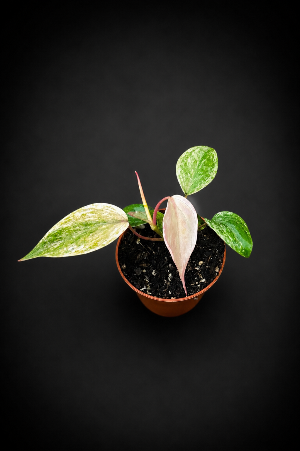 Philodendron Micans Marble - 5 cm potte