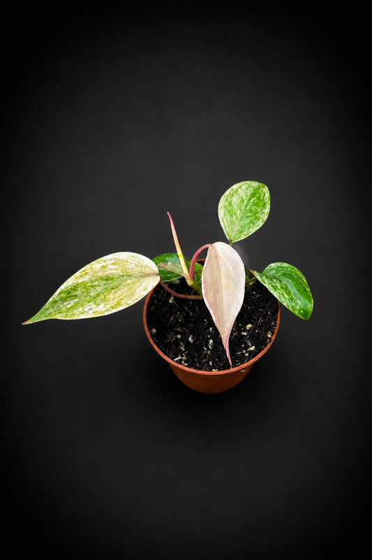 Philodendron Micans Marble - 5 cm potte