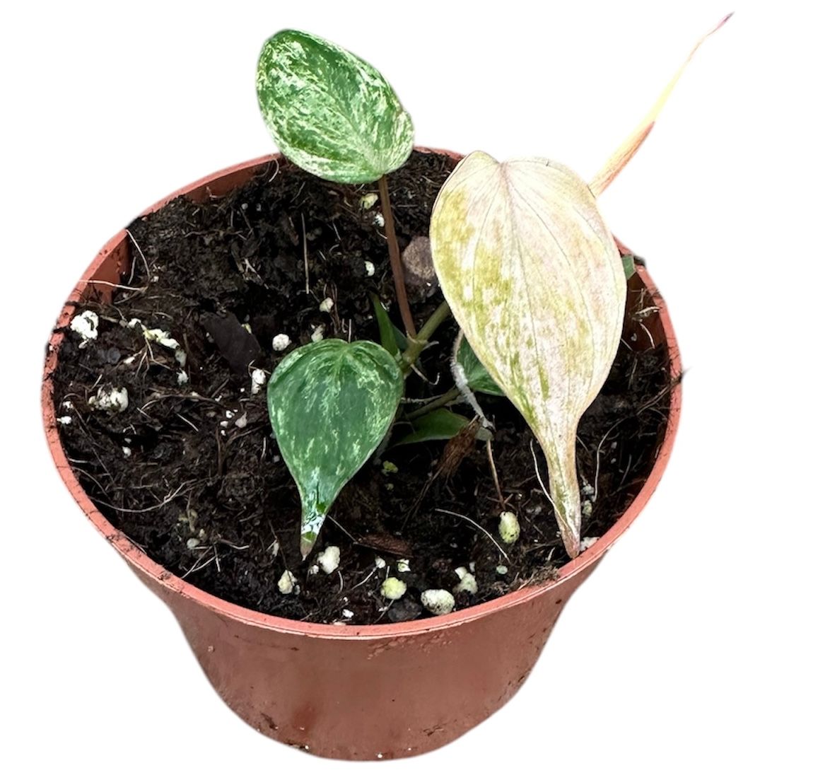 Philodendron Micans Marble Variegata