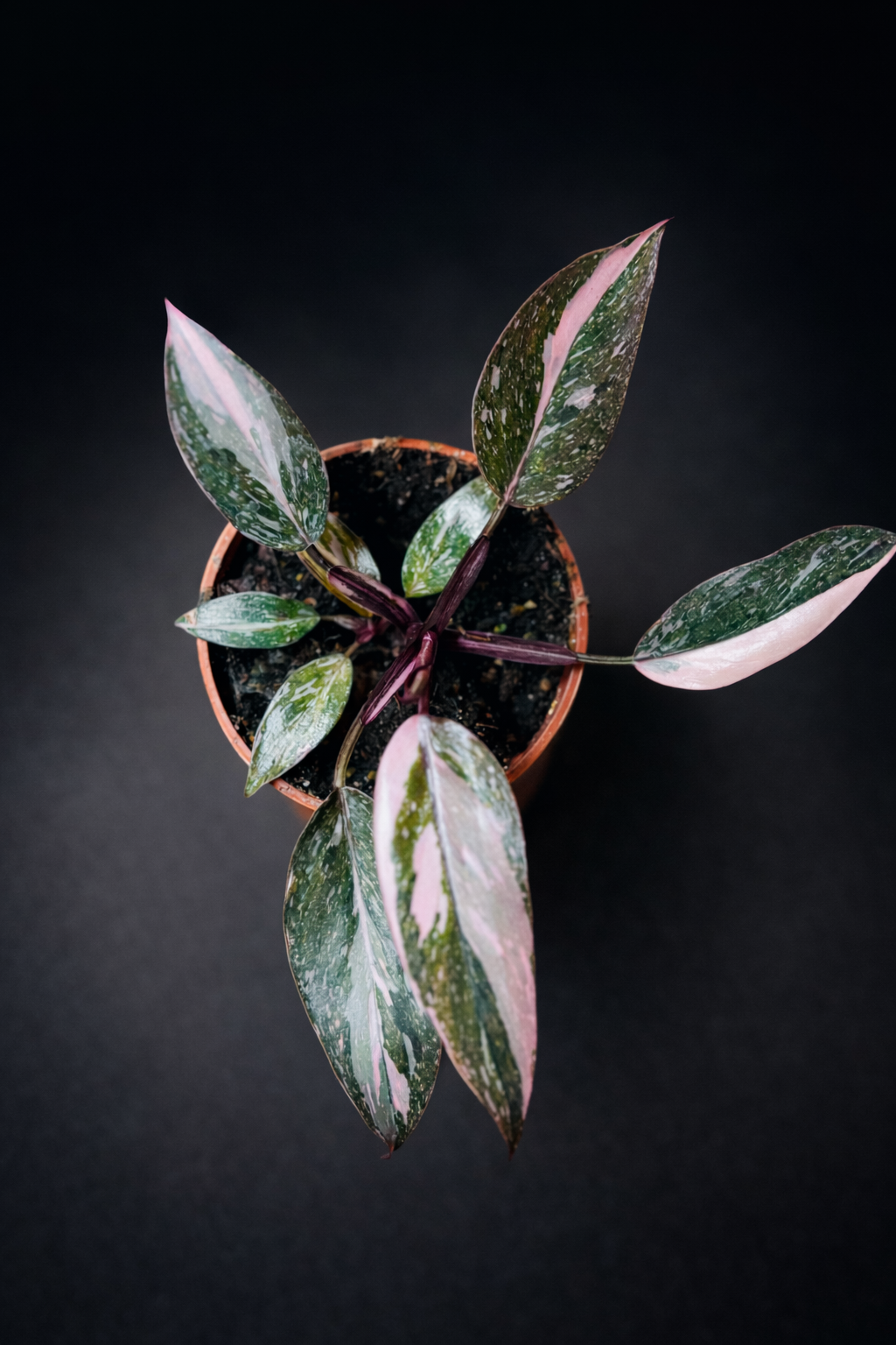 Philodendron Pink Princess Marble