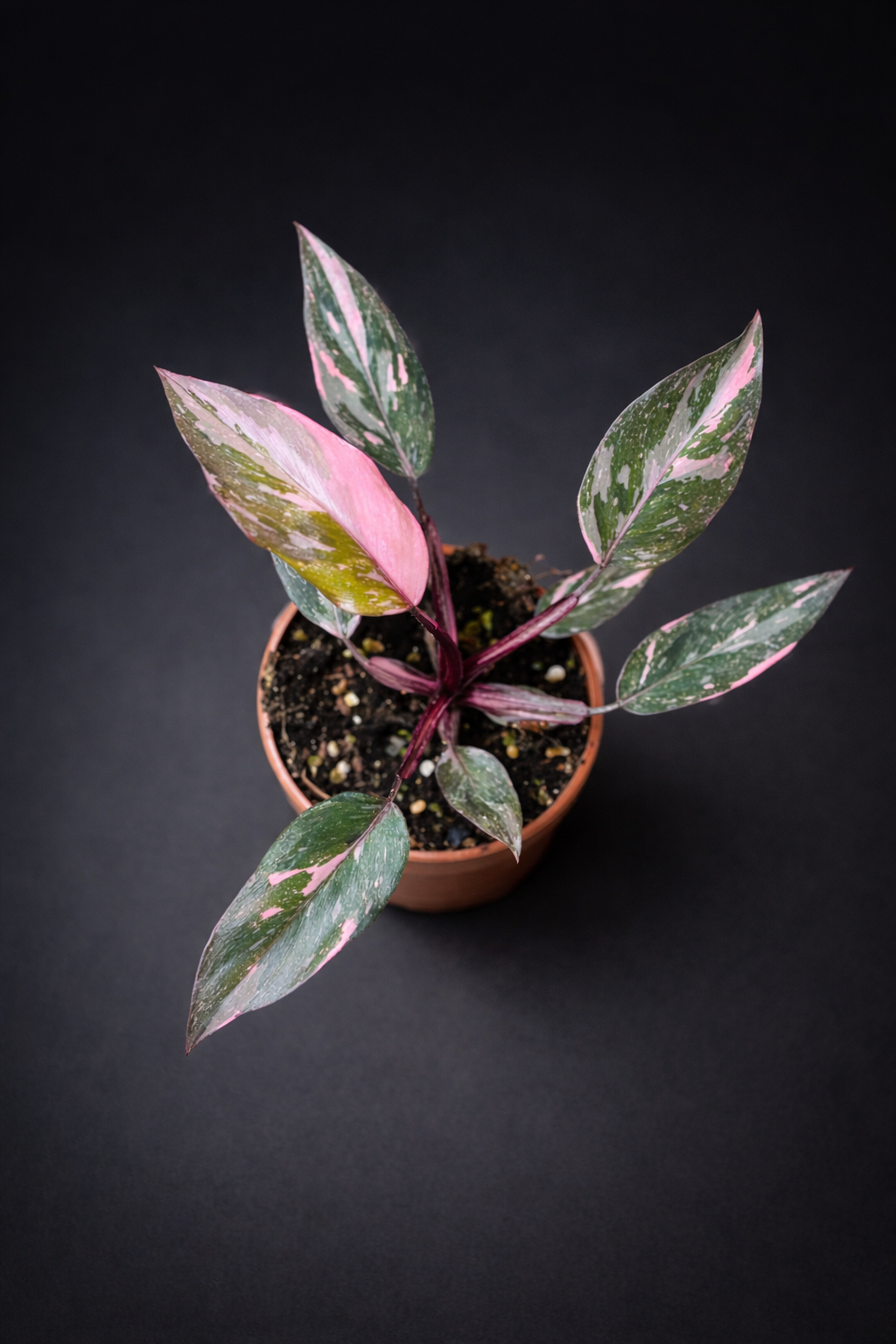 Philodendron Pink Princess Marble