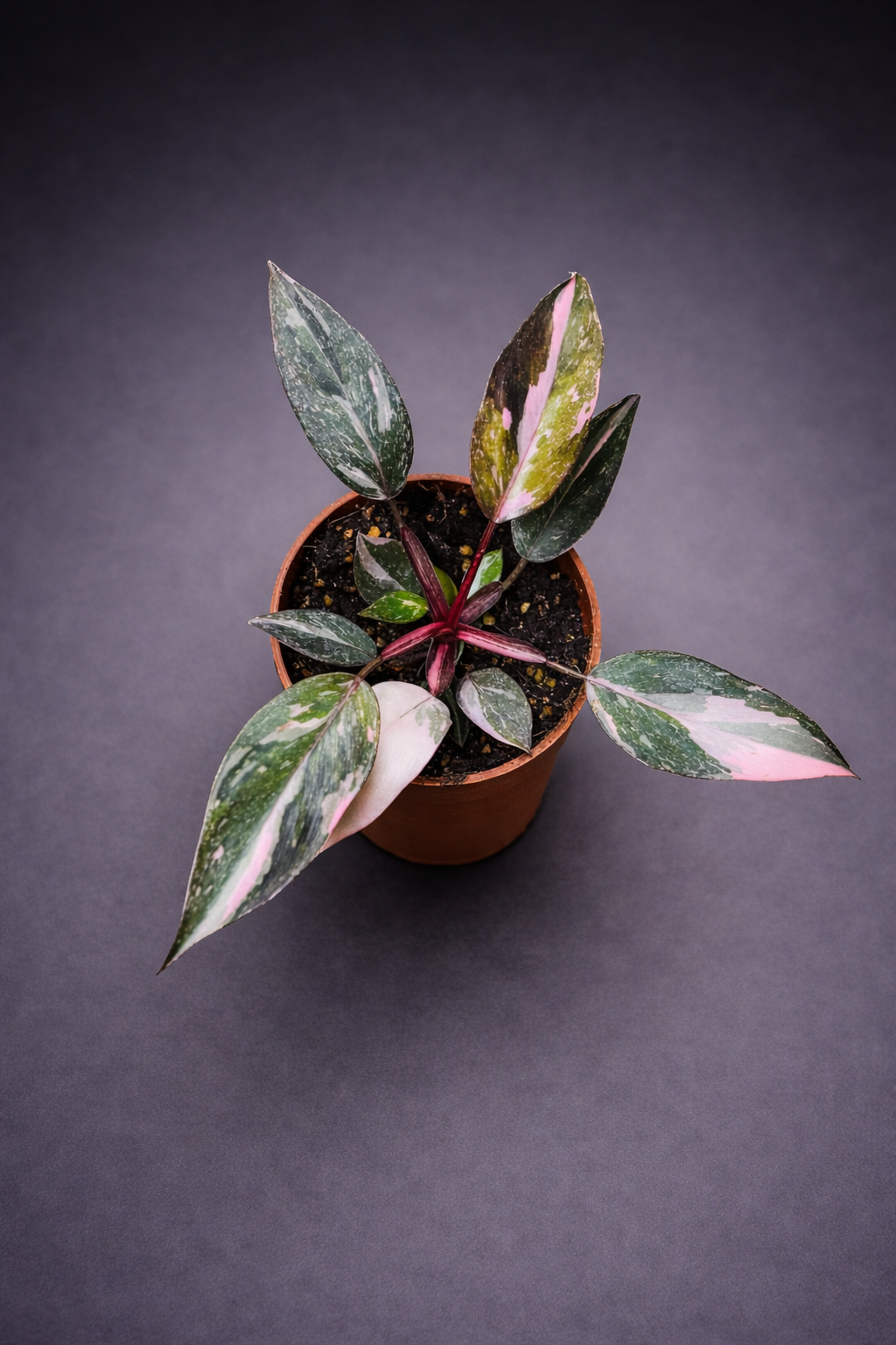 Philodendron Pink Princess Marble