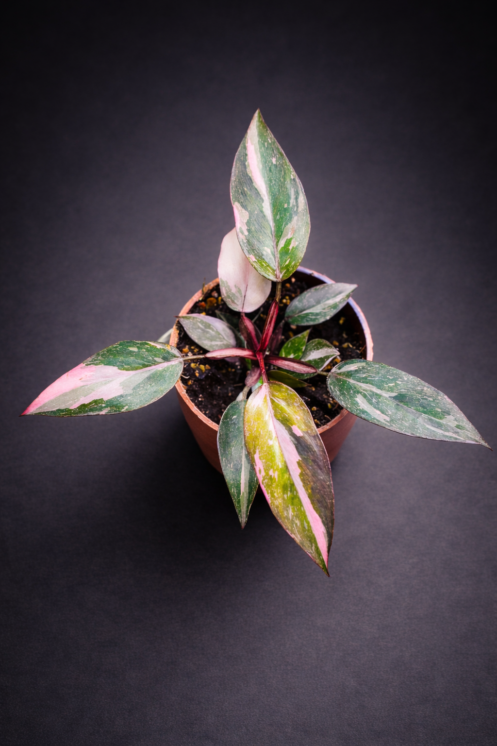 Philodendron Pink Princess Marble