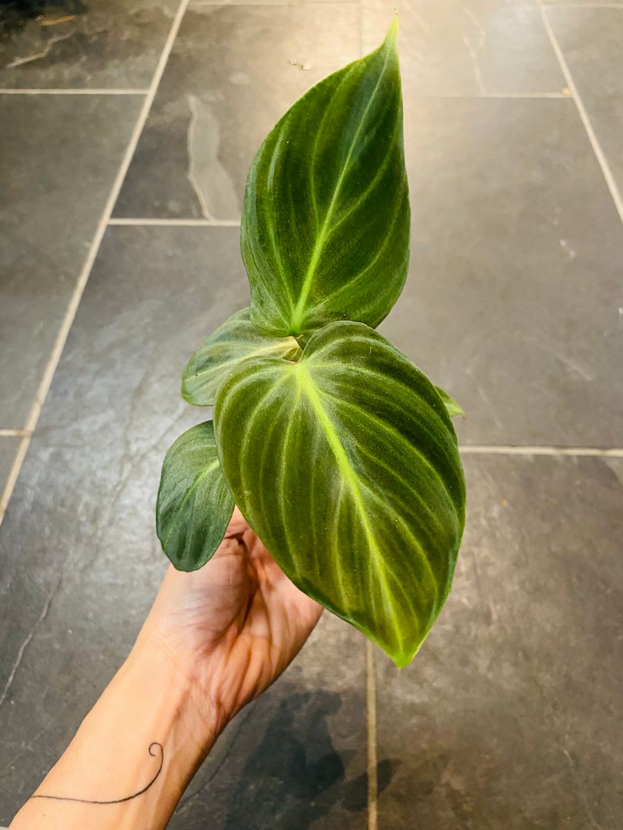 Elegant Philodendron Rubrijuvenile med dype grønne, hjerteformede blader.