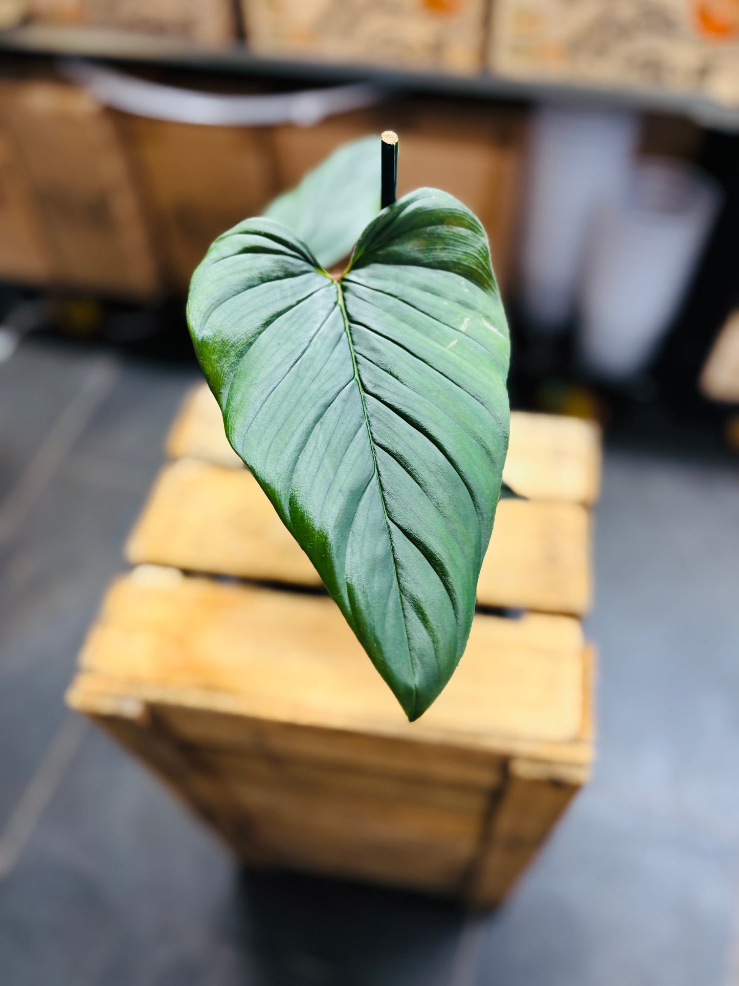 Philodendron Serpens