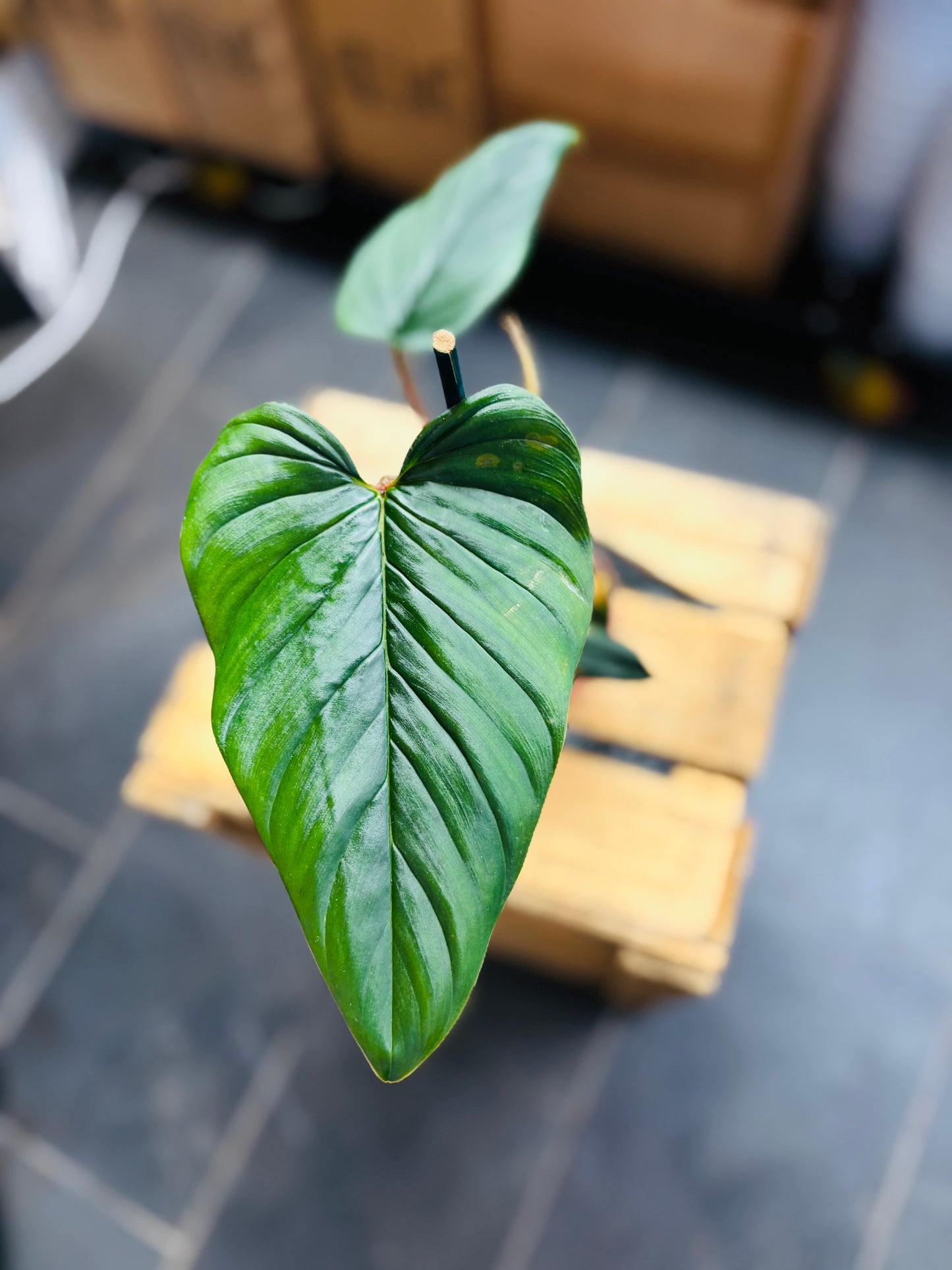Philodendron Serpens