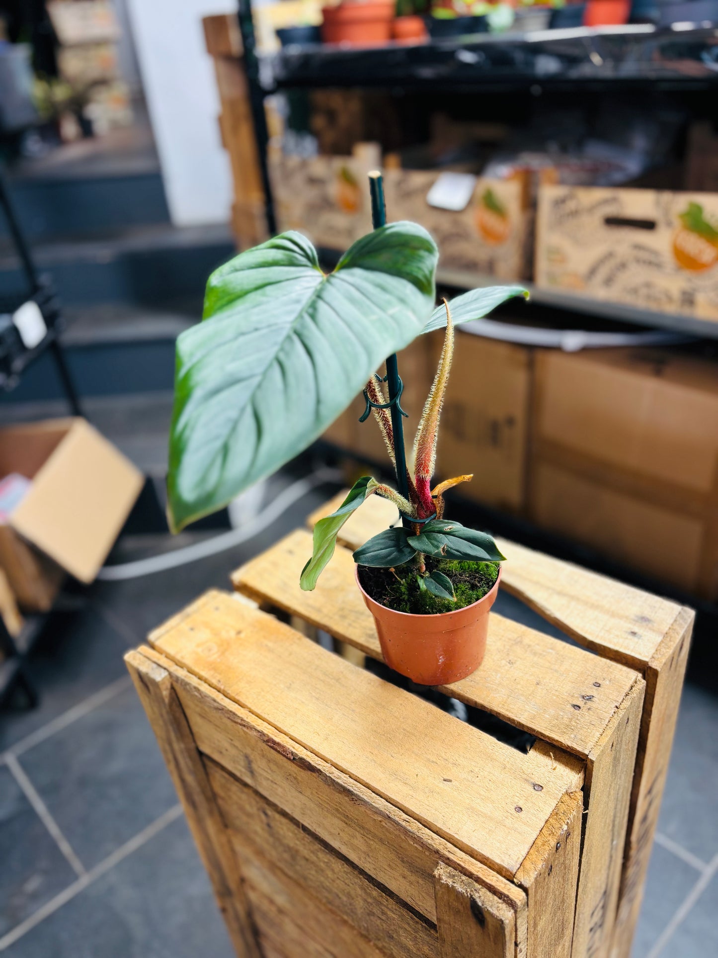 Philodendron Serpens