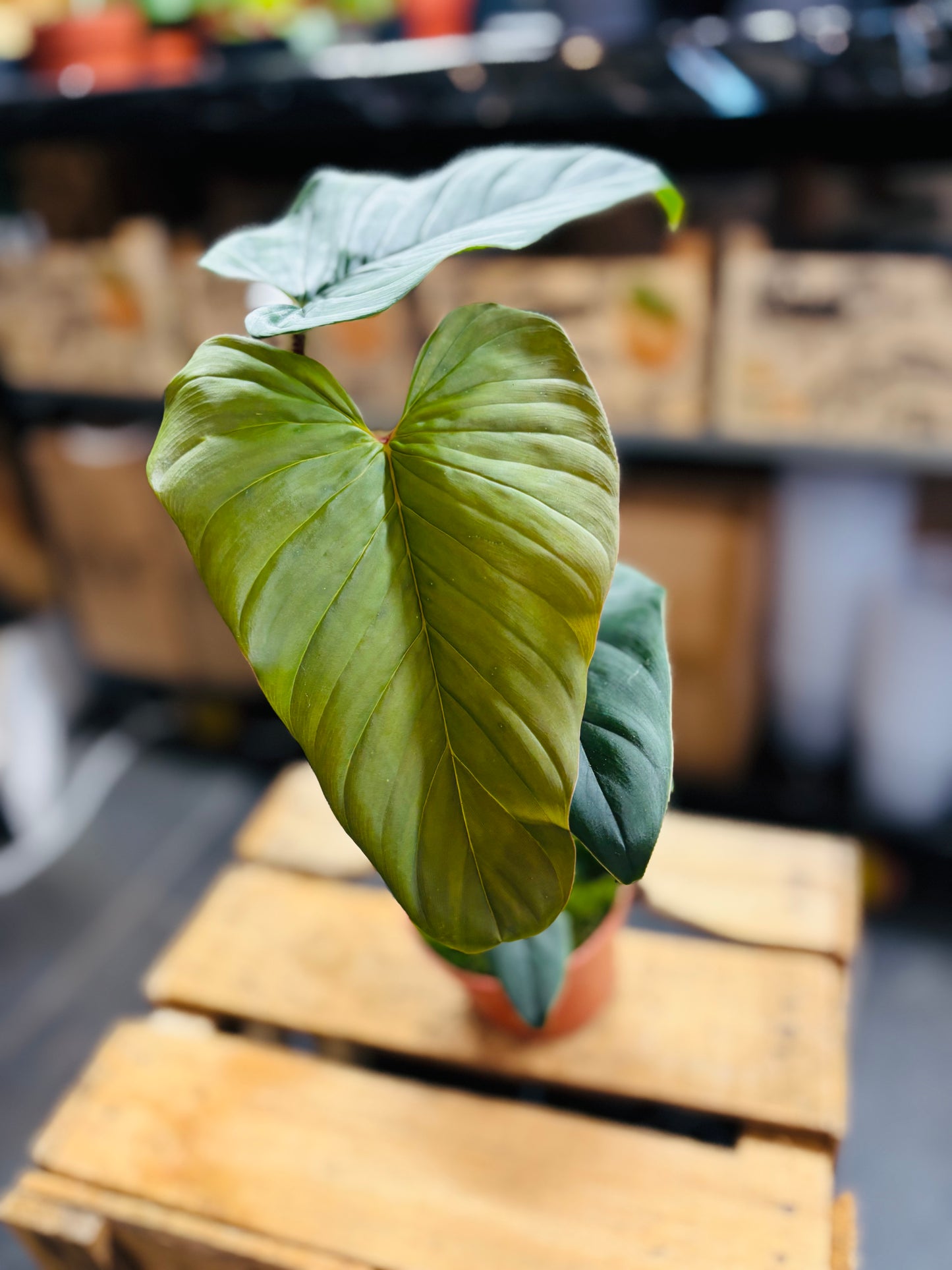 Philodendron Serpens