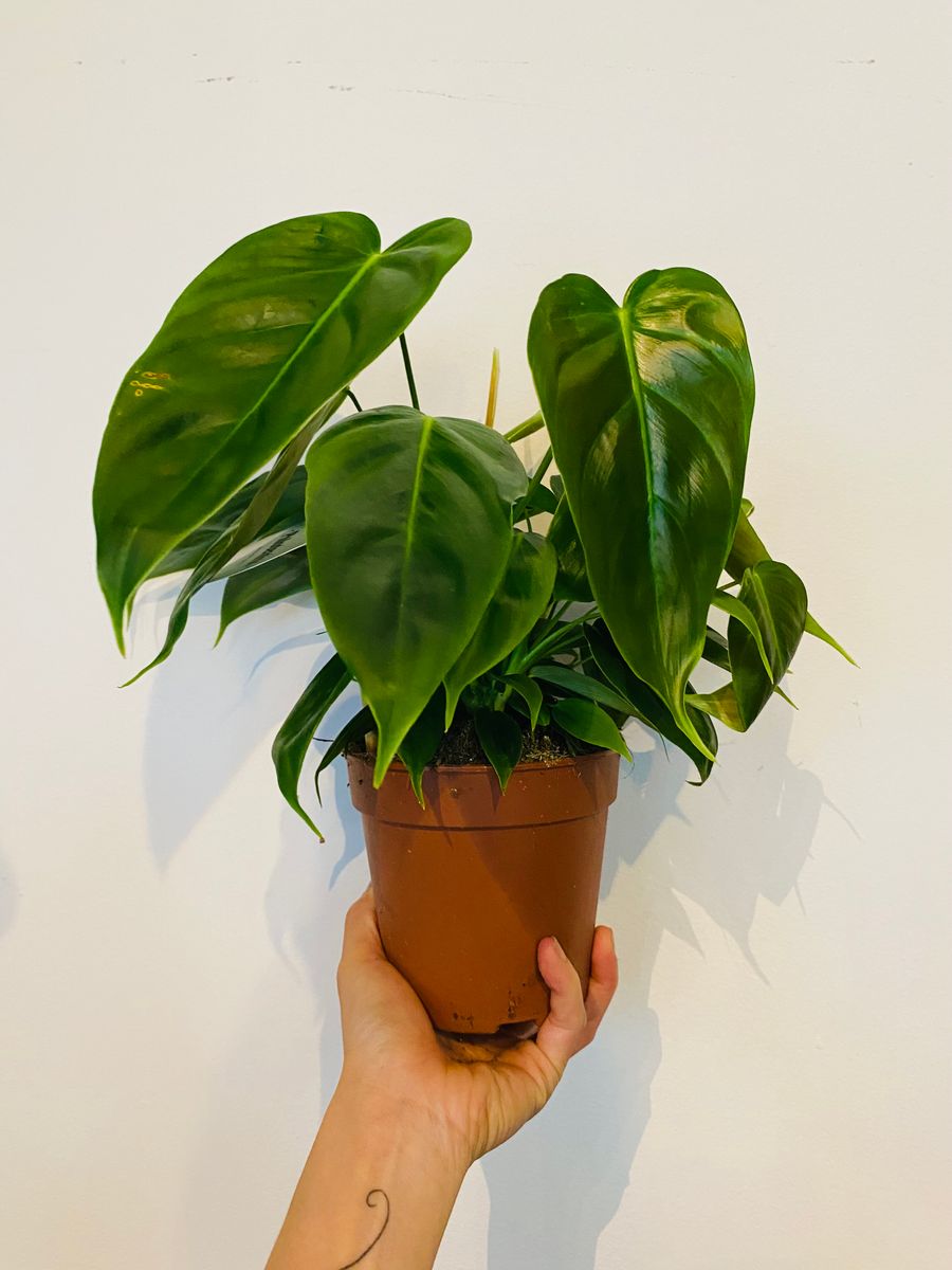 Vakker Philodendron Sharoniae med lange, dypt flikete, mørkegrønne blader.