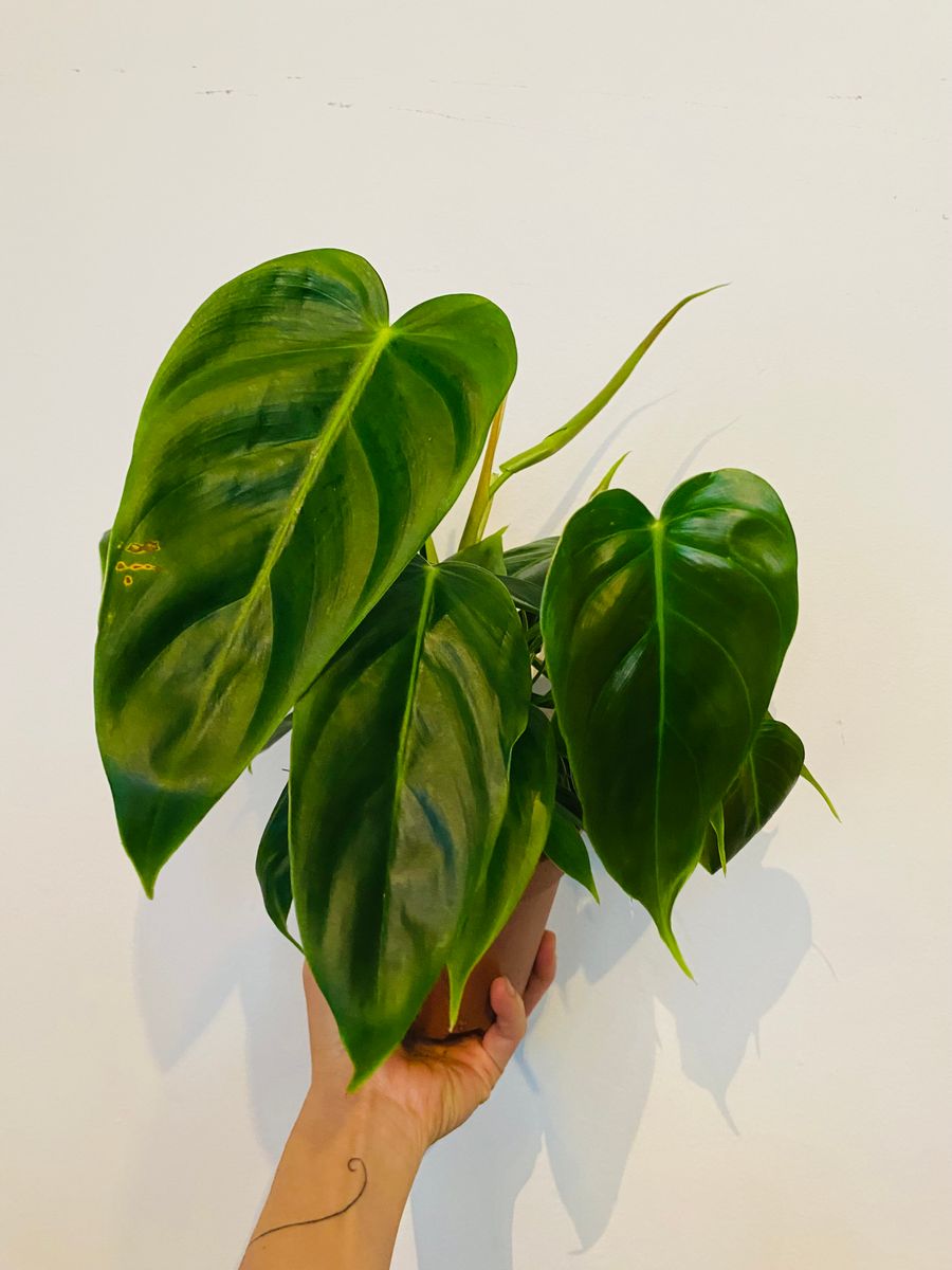 Vakker Philodendron Sharoniae med lange, dypt flikete, mørkegrønne blader.