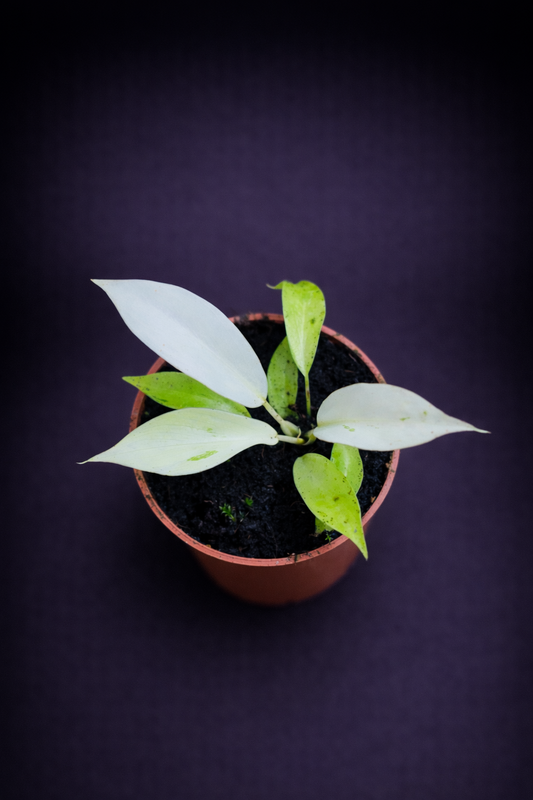 Philodendron Snowdrift