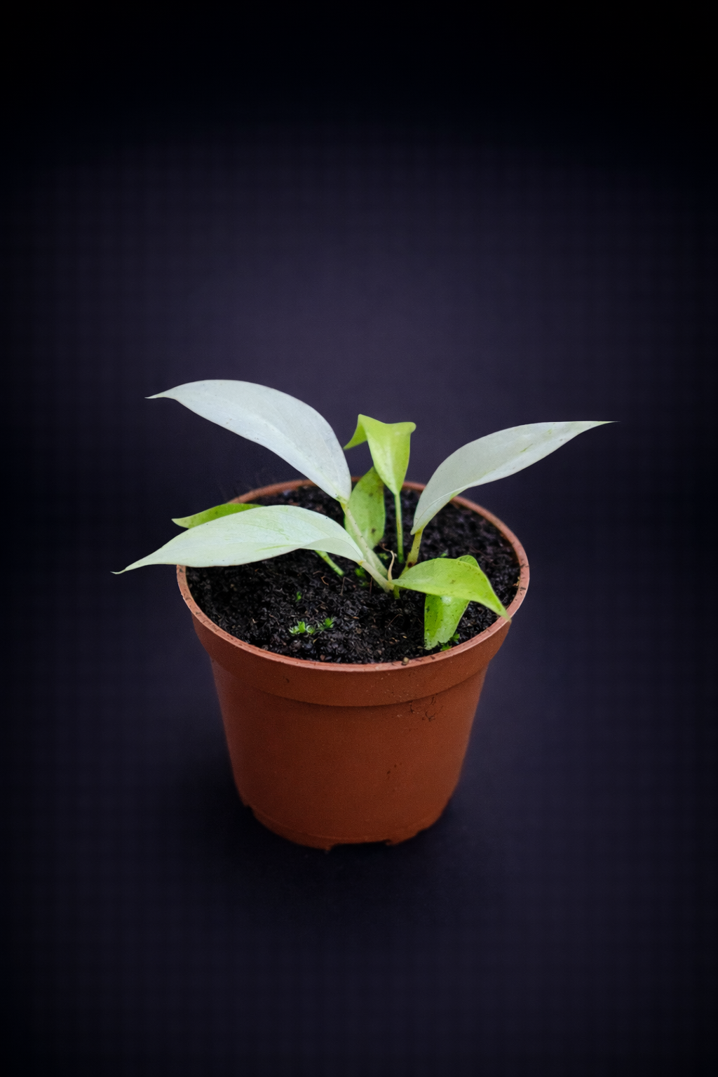 Philodendron Snowdrift