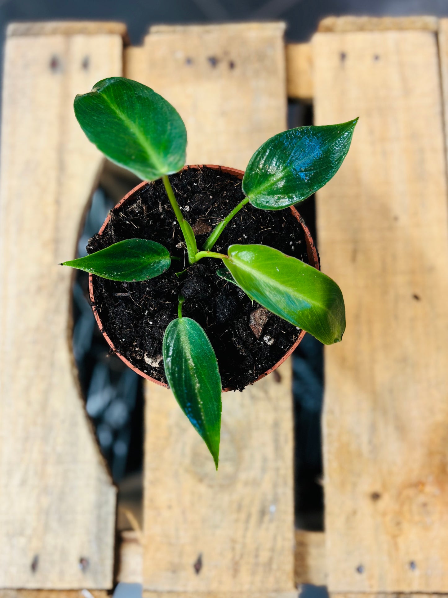 Philodendron Spiritus Sancti - 10,5 cm potte