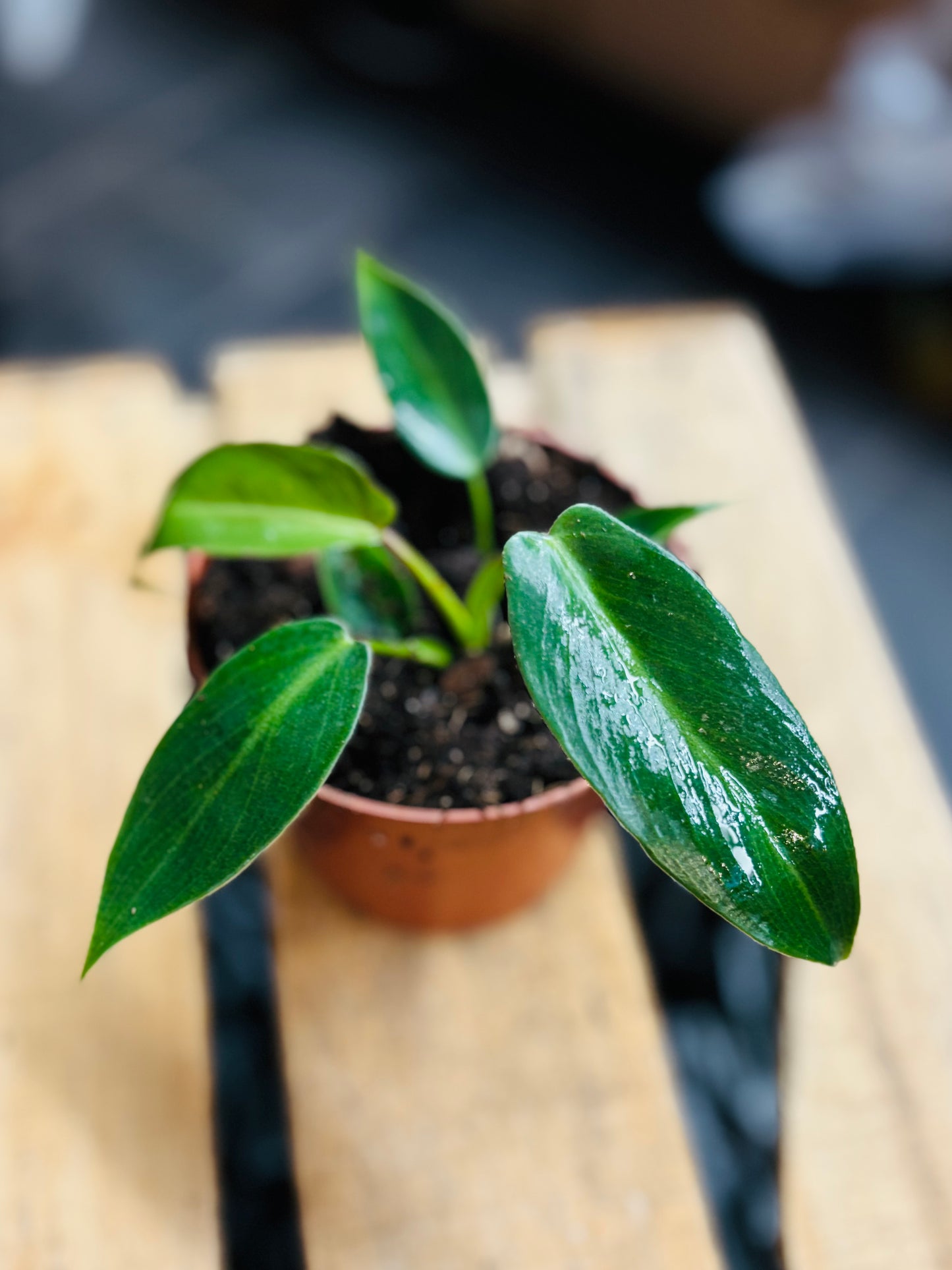 Philodendron Spiritus Sancti - 10,5 cm potte