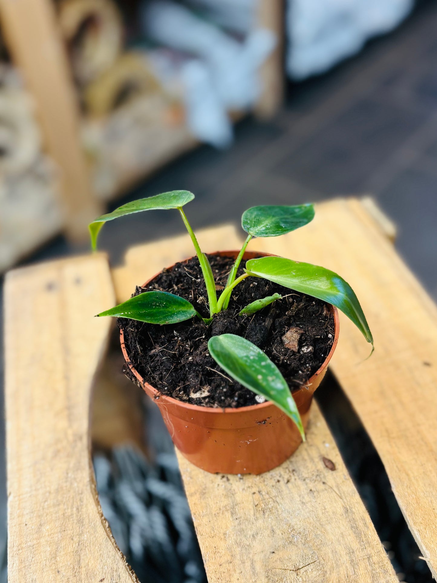 Philodendron Spiritus Sancti - 10,5 cm potte