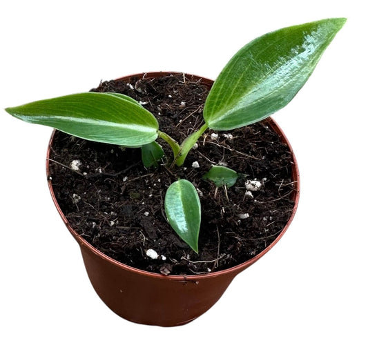 Philodendron Spiritus Sancti