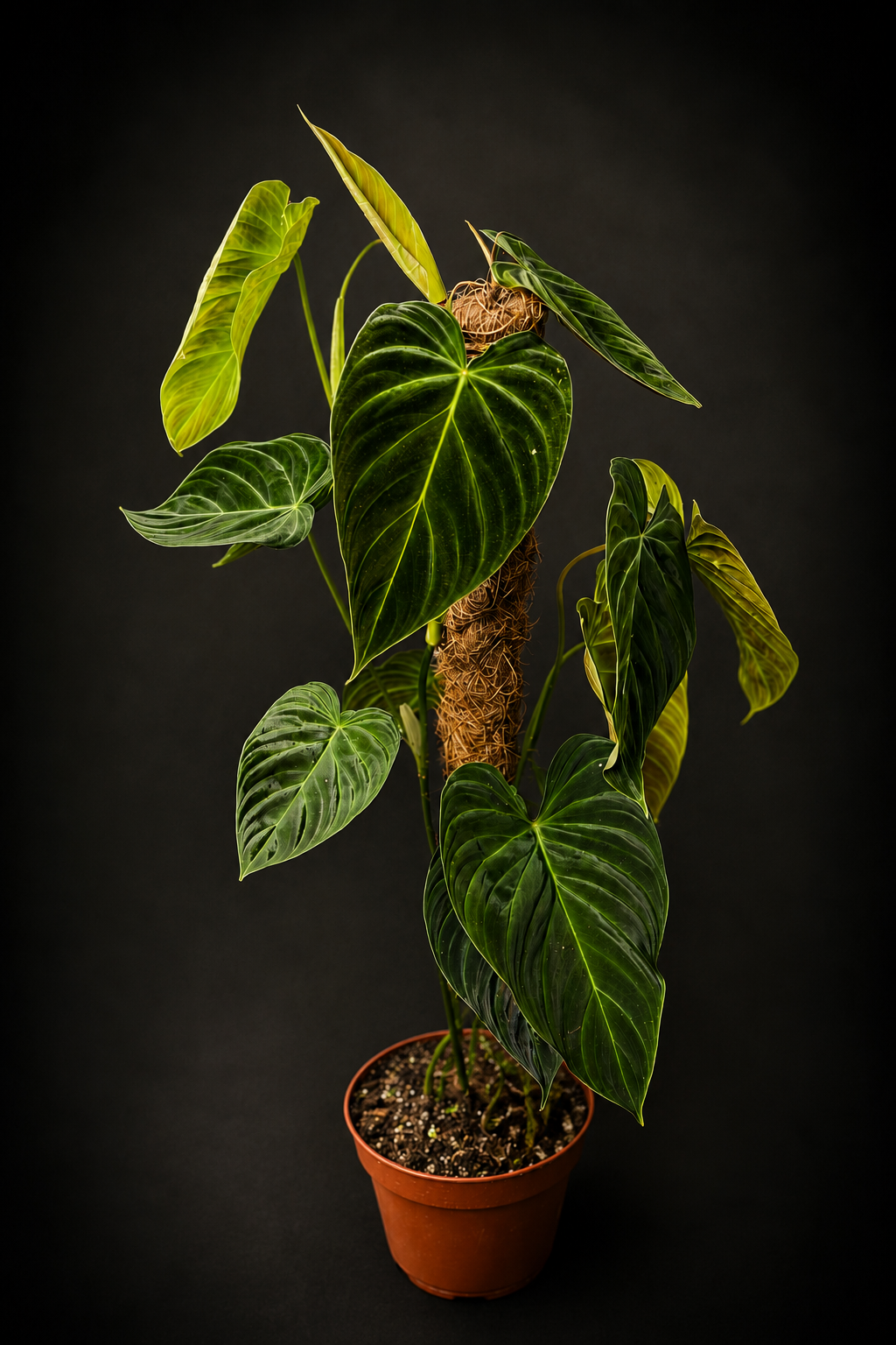Philodendron Splendid