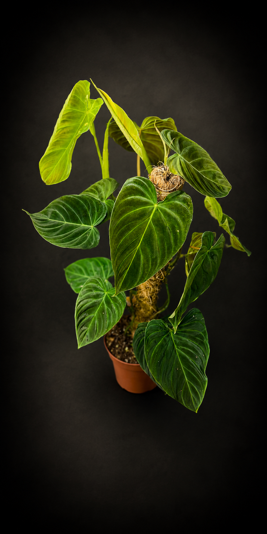 Philodendron Splendid