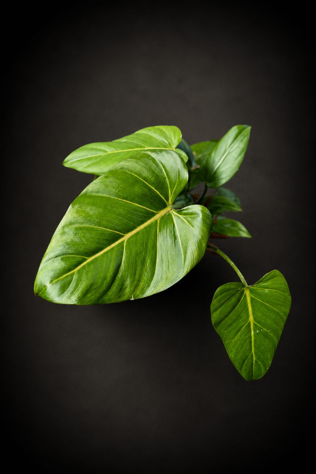 Philodendron Summer Glory