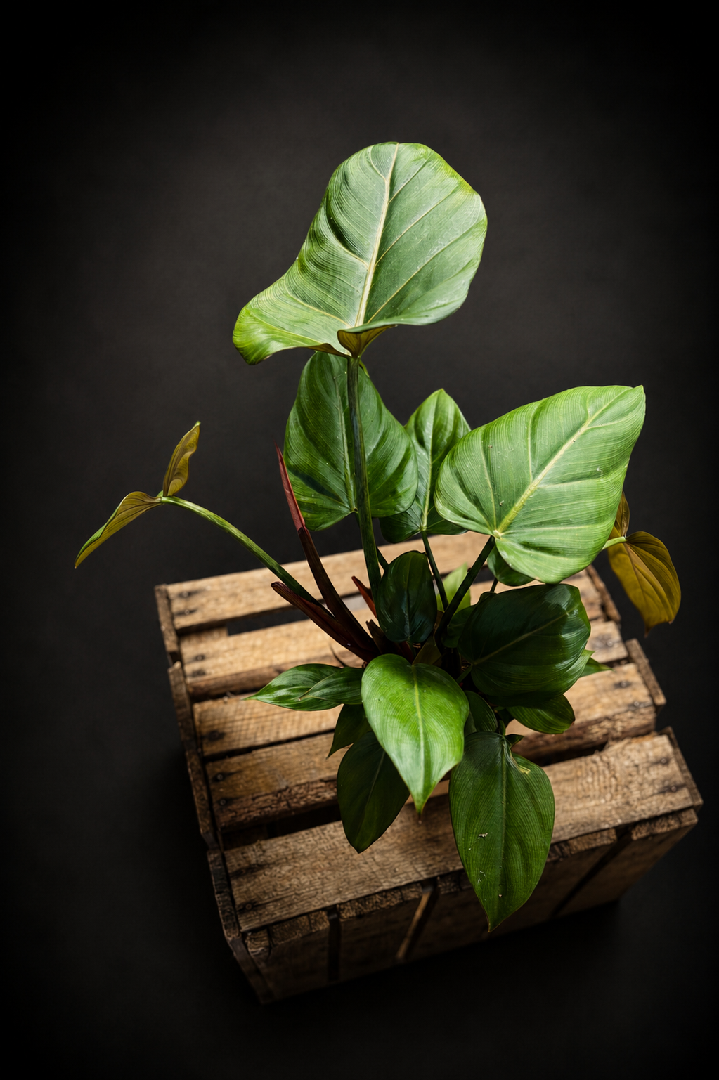 Philodendron Summer Glory