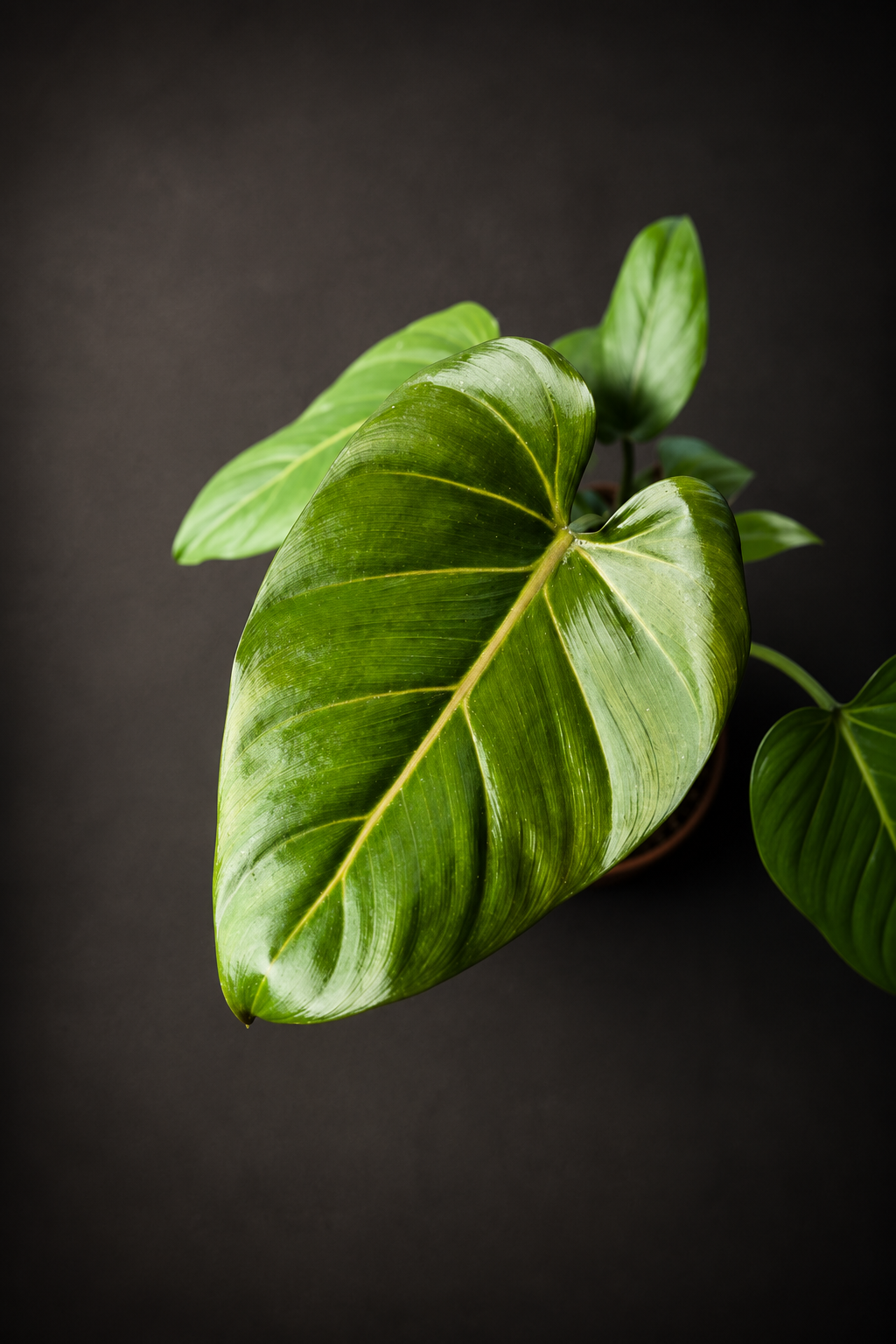 Philodendron Summer Glory