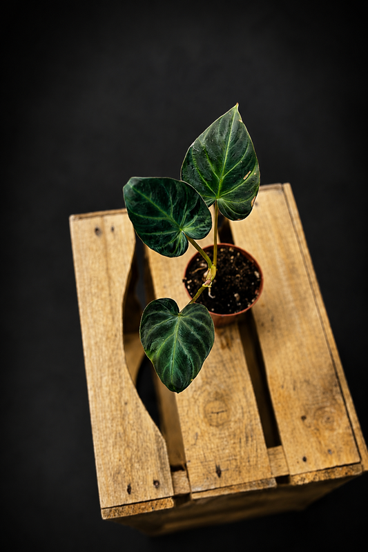 Philodendron Verrucosum