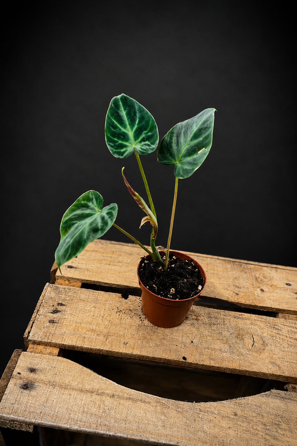 Philodendron Verrucosum