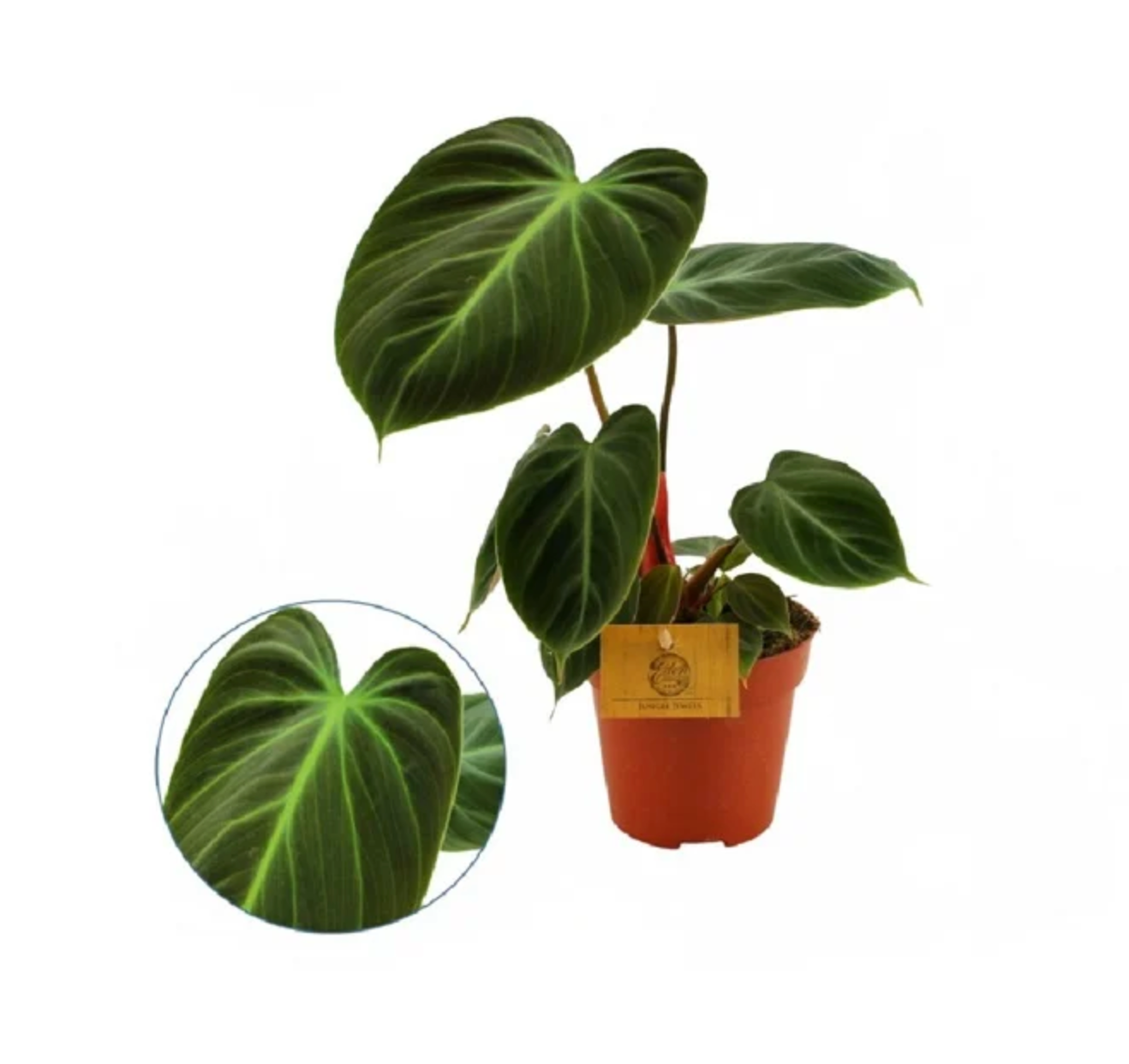 Philodendron Rubrijuvenile "El Choco Red"