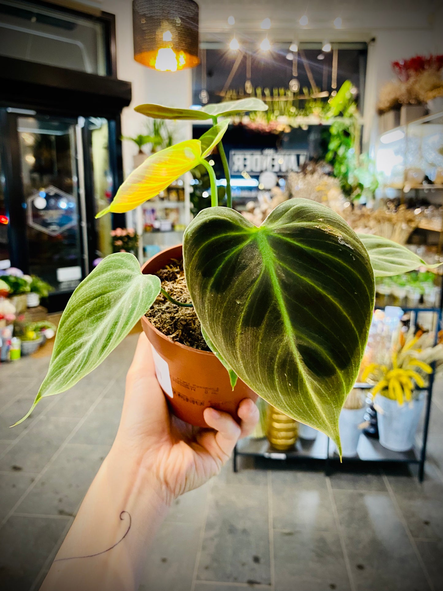 Elegant Philodendron Rubrijuvenile med dype grønne, hjerteformede blader.