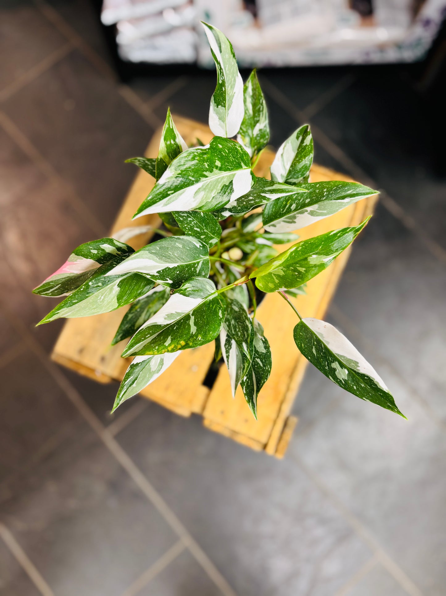 Philodendron White Princess