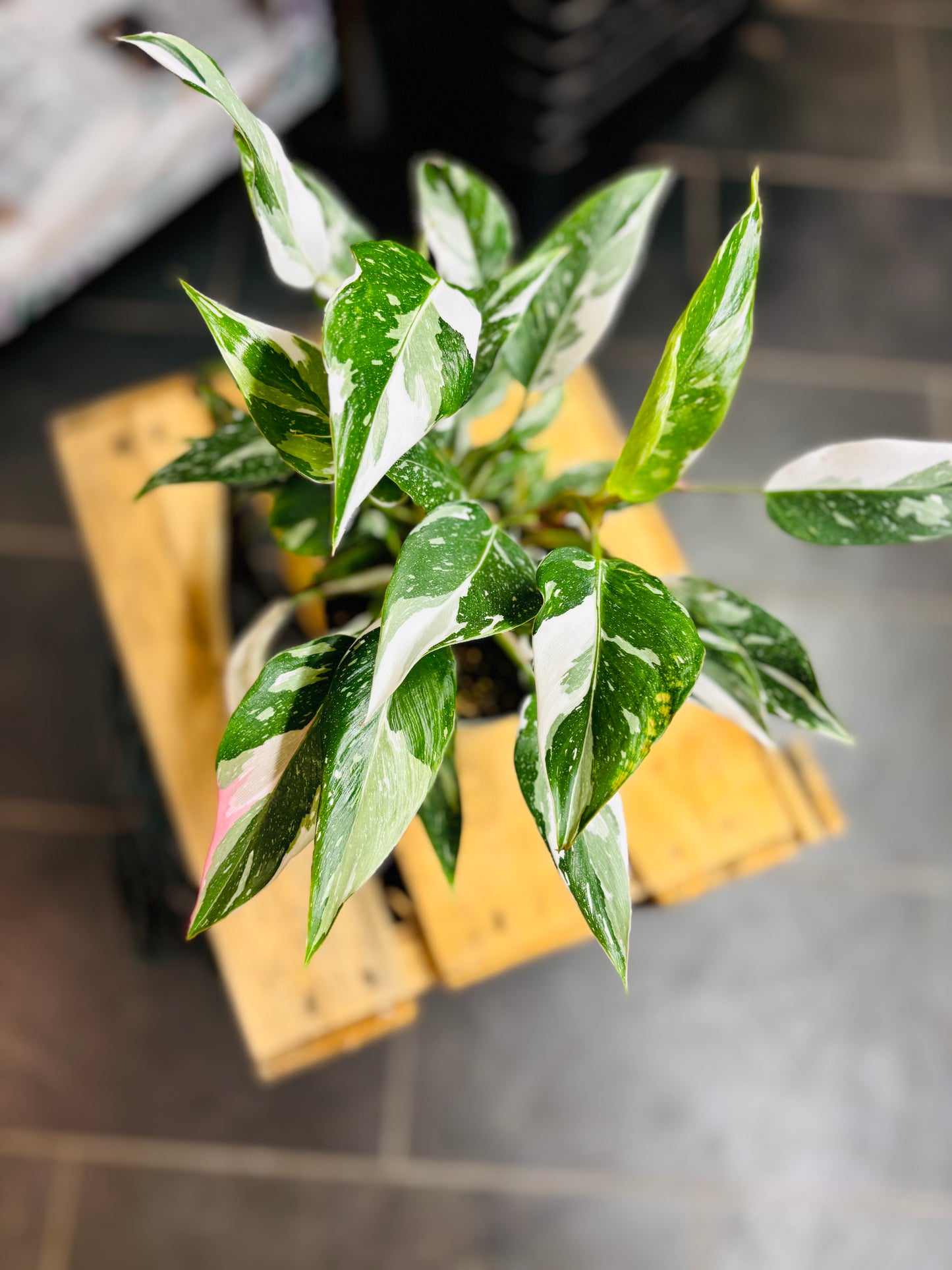 Philodendron White Princess