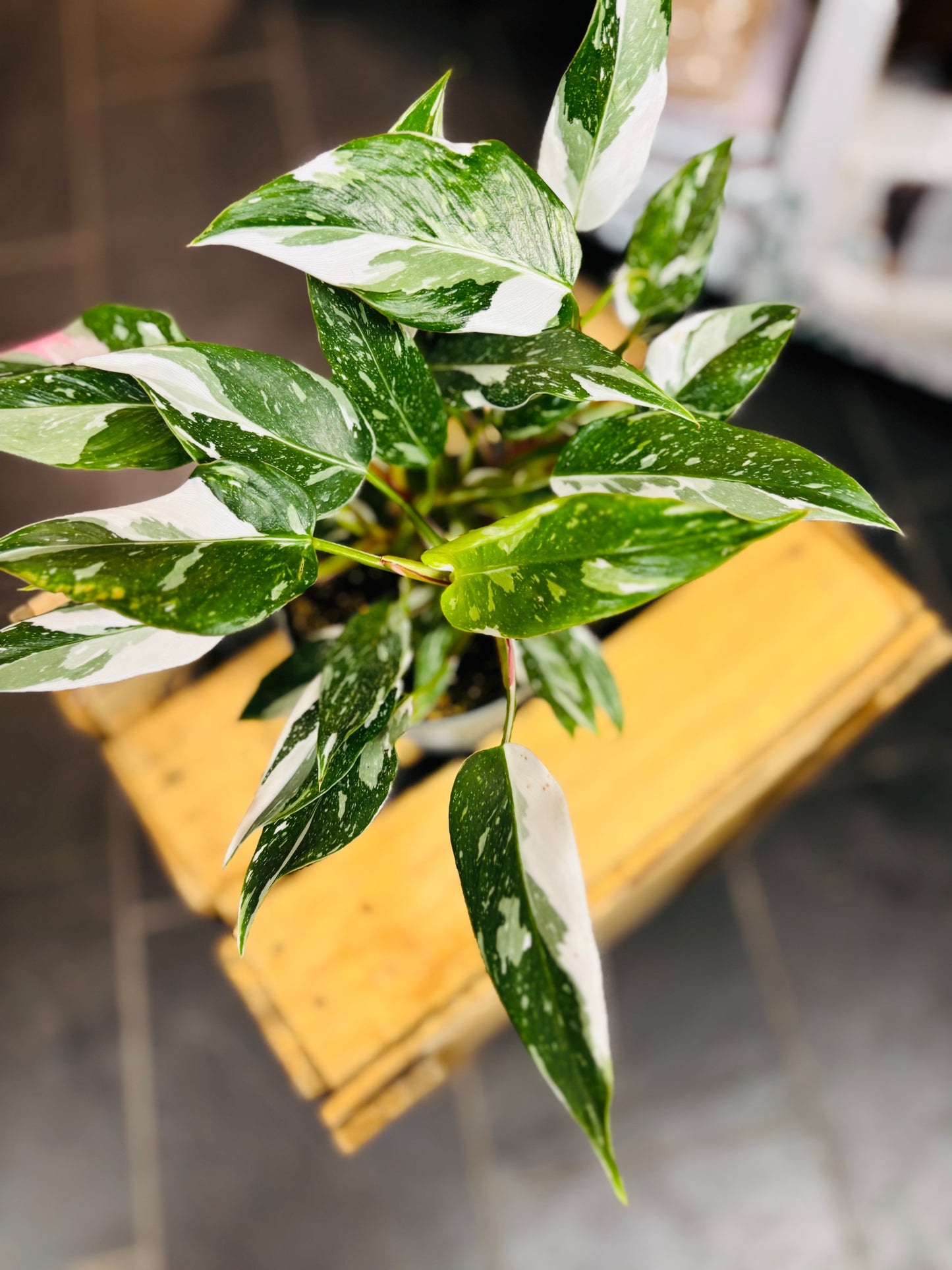 Philodendron White Princess