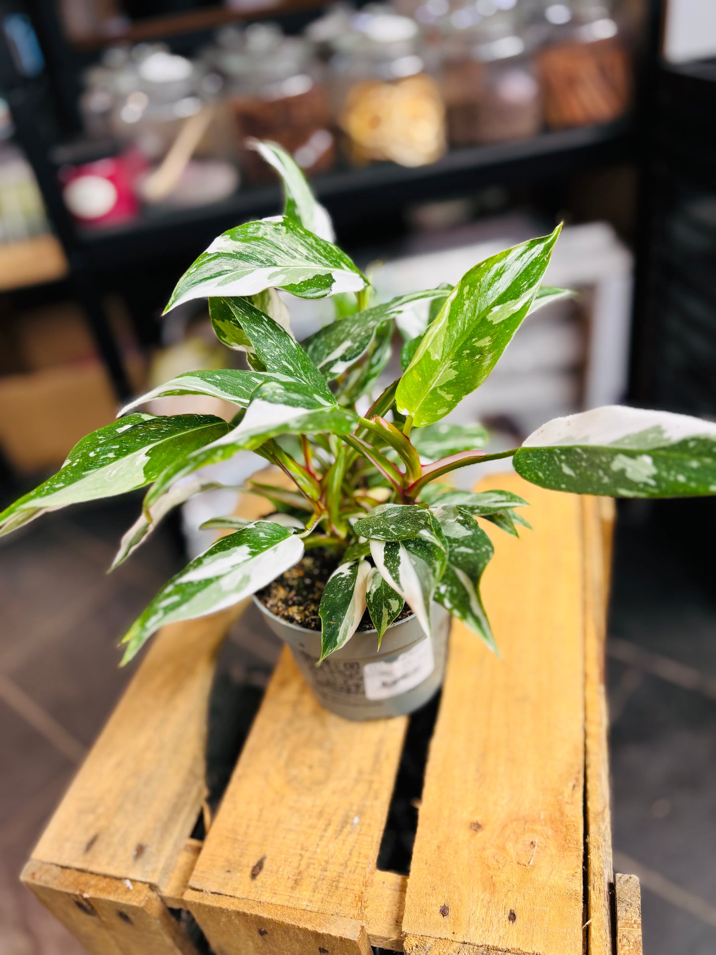 Philodendron White Princess
