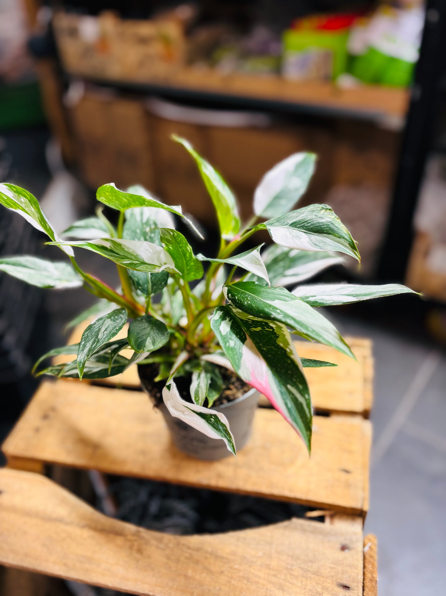 Philodendron White Princess