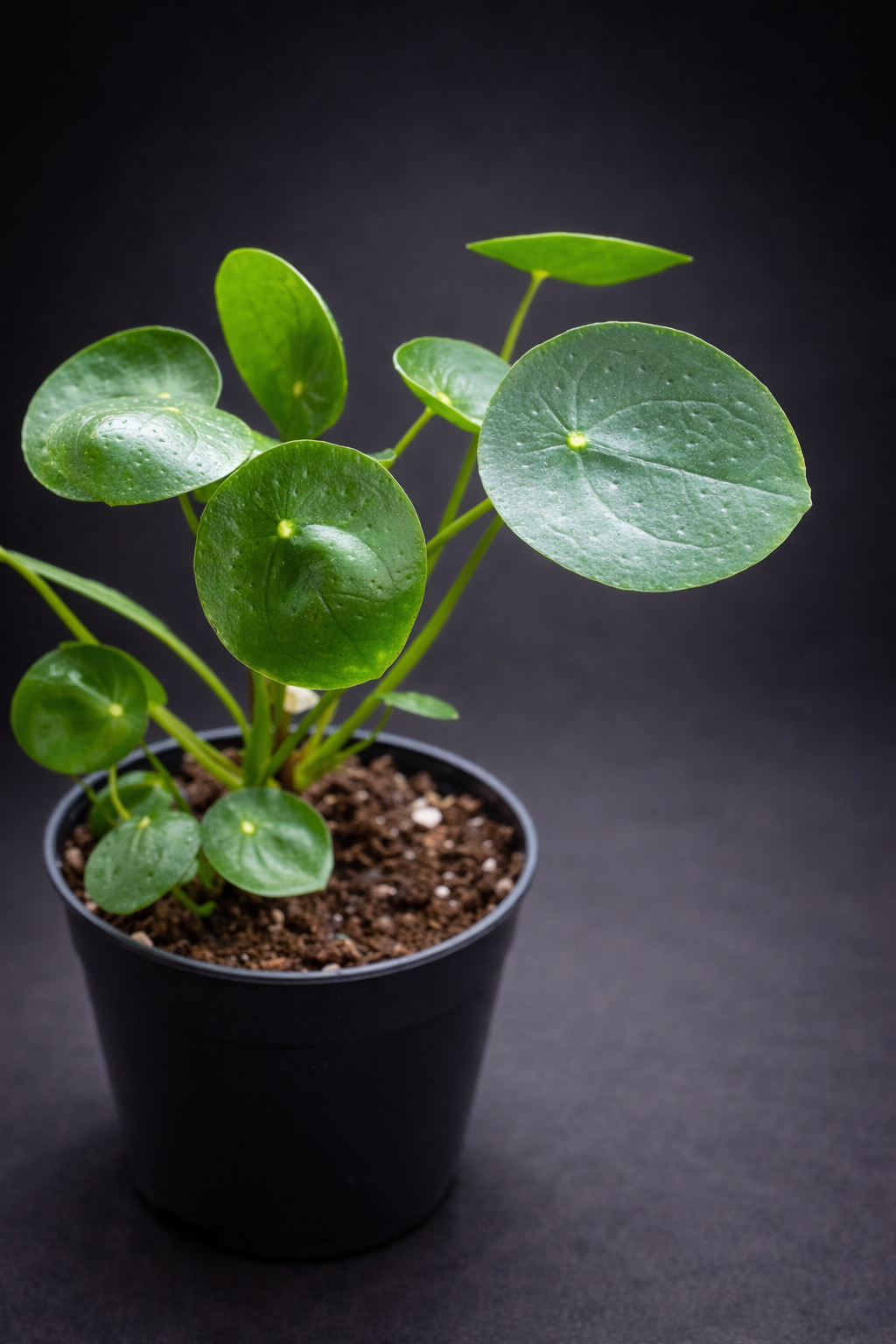 Pilea Peperomioides