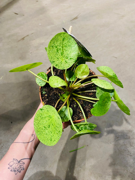 Pilea Peperomioides 'Mojito' – Kompakt og Sjarmerende