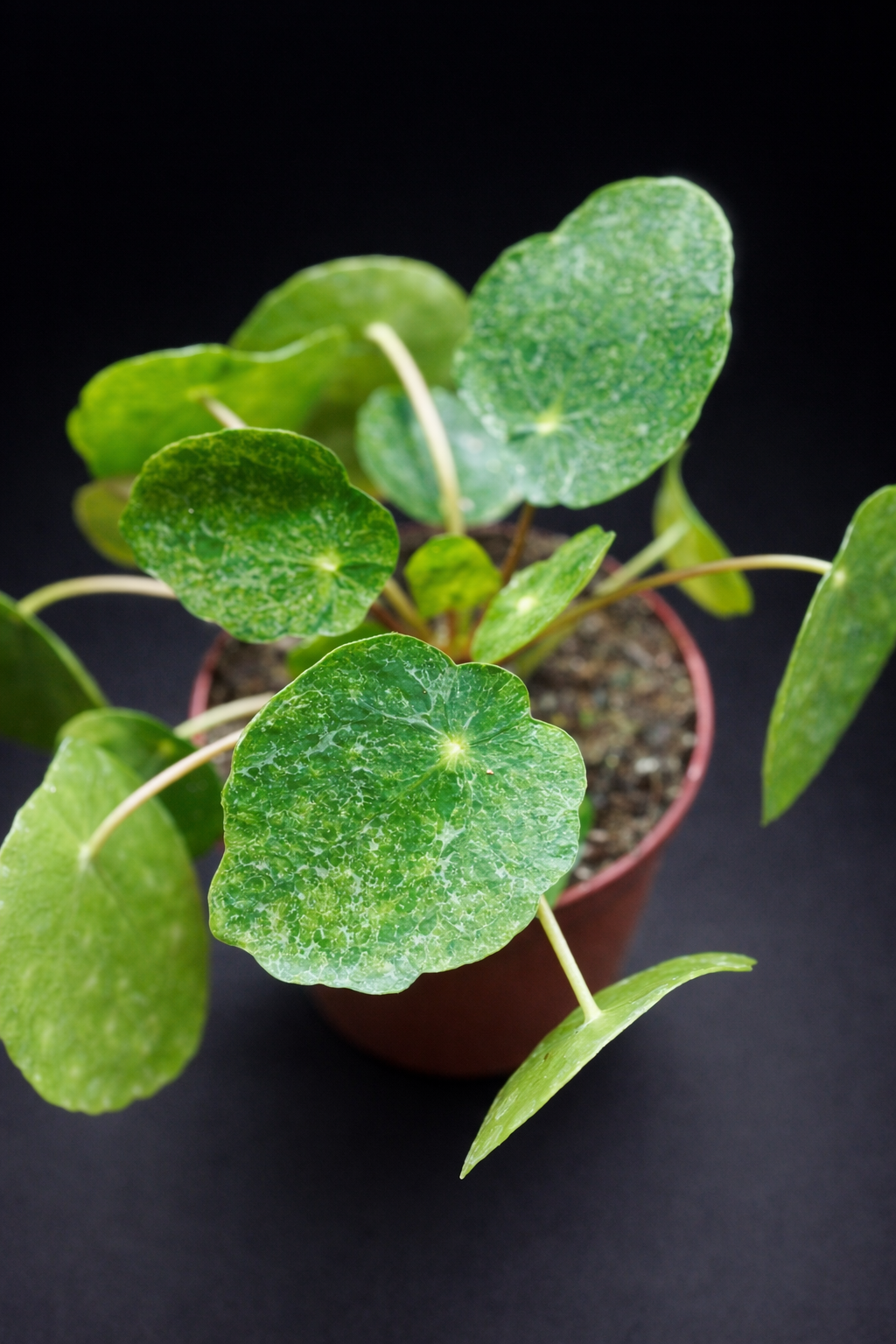 Pilea Peperomioides Sugar