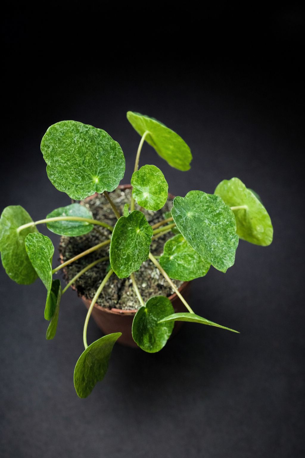 Pilea Peperomioides Sugar