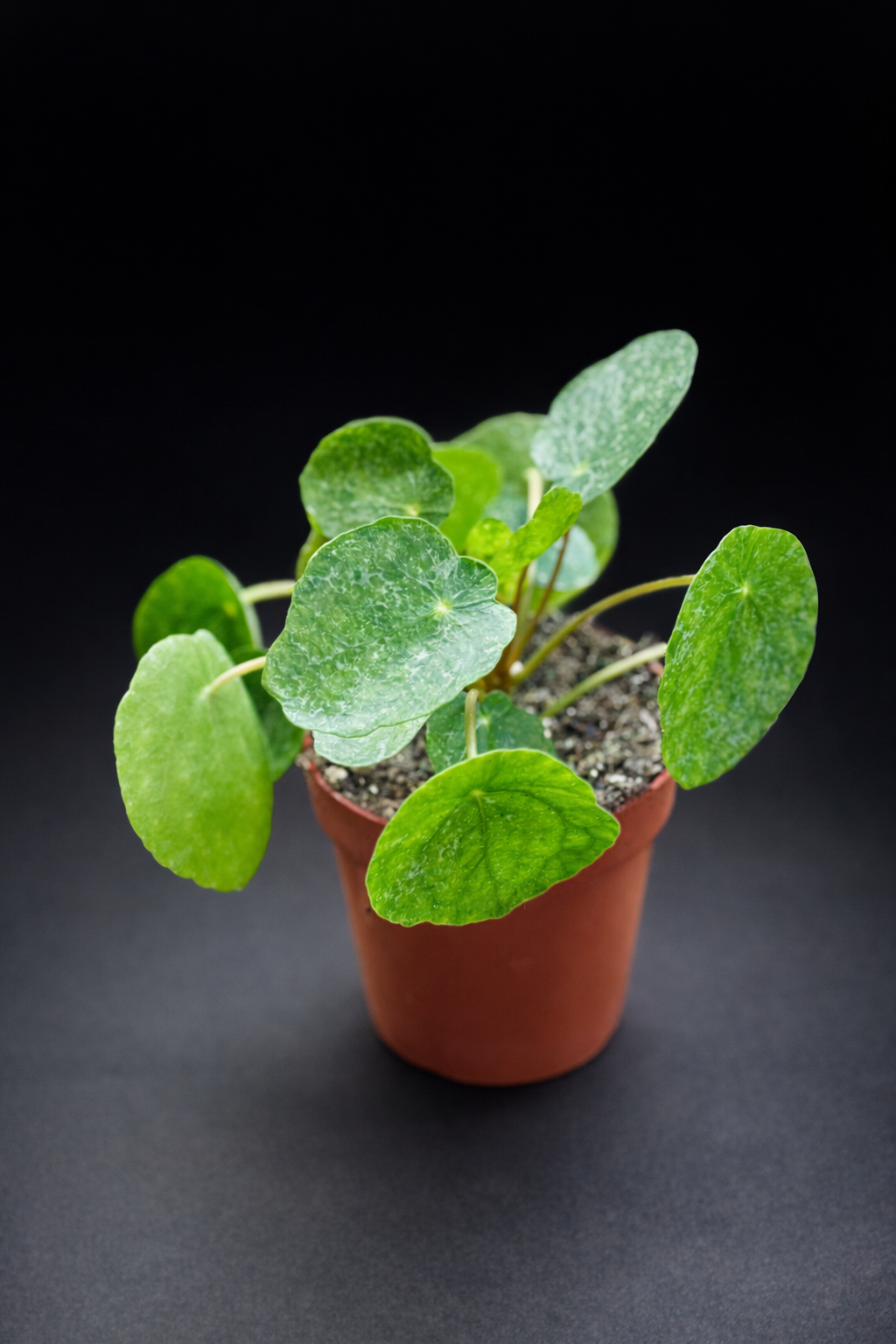 Pilea Peperomioides Sugar