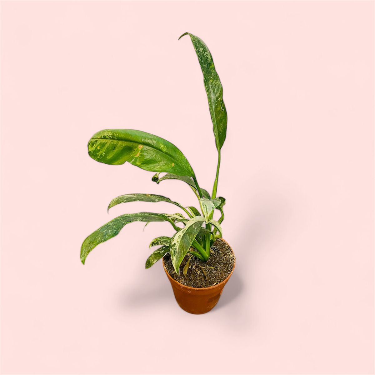 Vakker Rhaphidophora Puberula Variegata med smale blader i kremhvitt og grønt mønster.