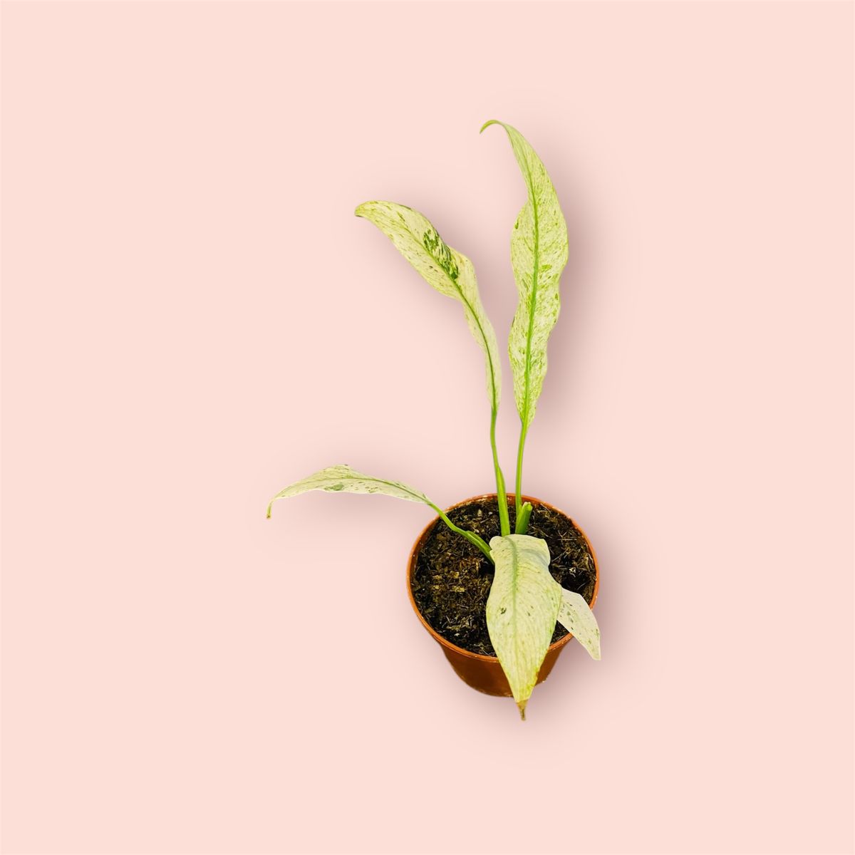Vakker Rhaphidophora Puberula Variegata med smale blader i kremhvitt og grønt mønster.