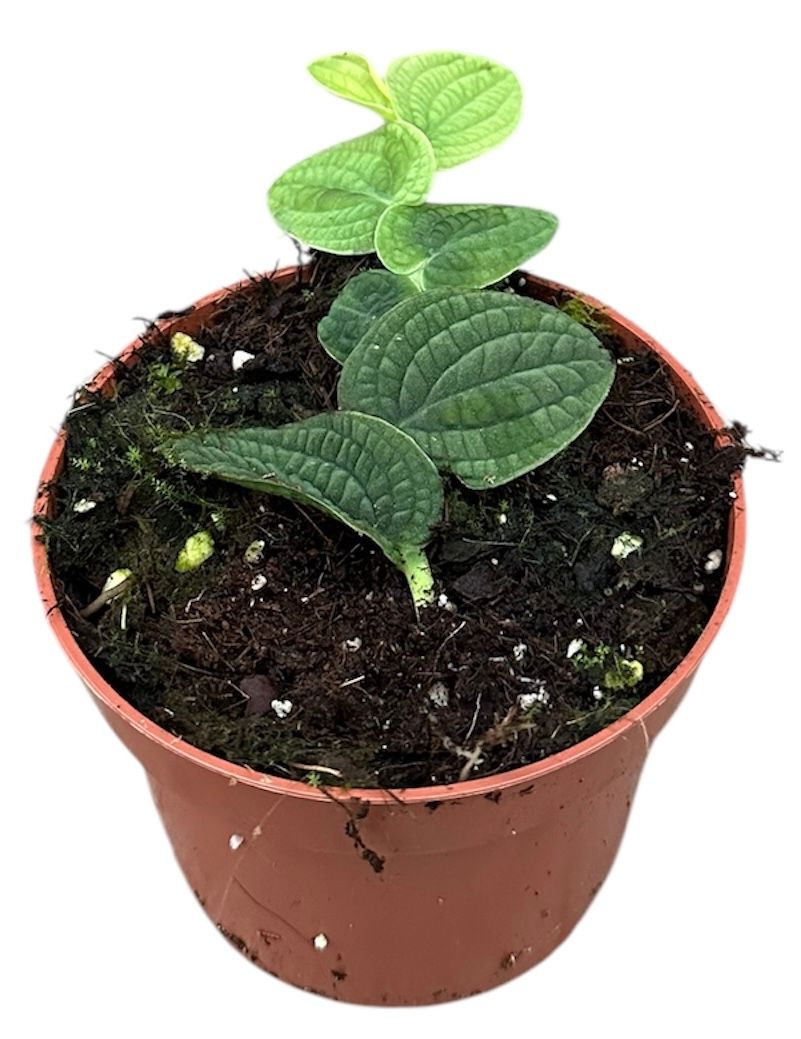 Rhaphidophora Tenuis Silver