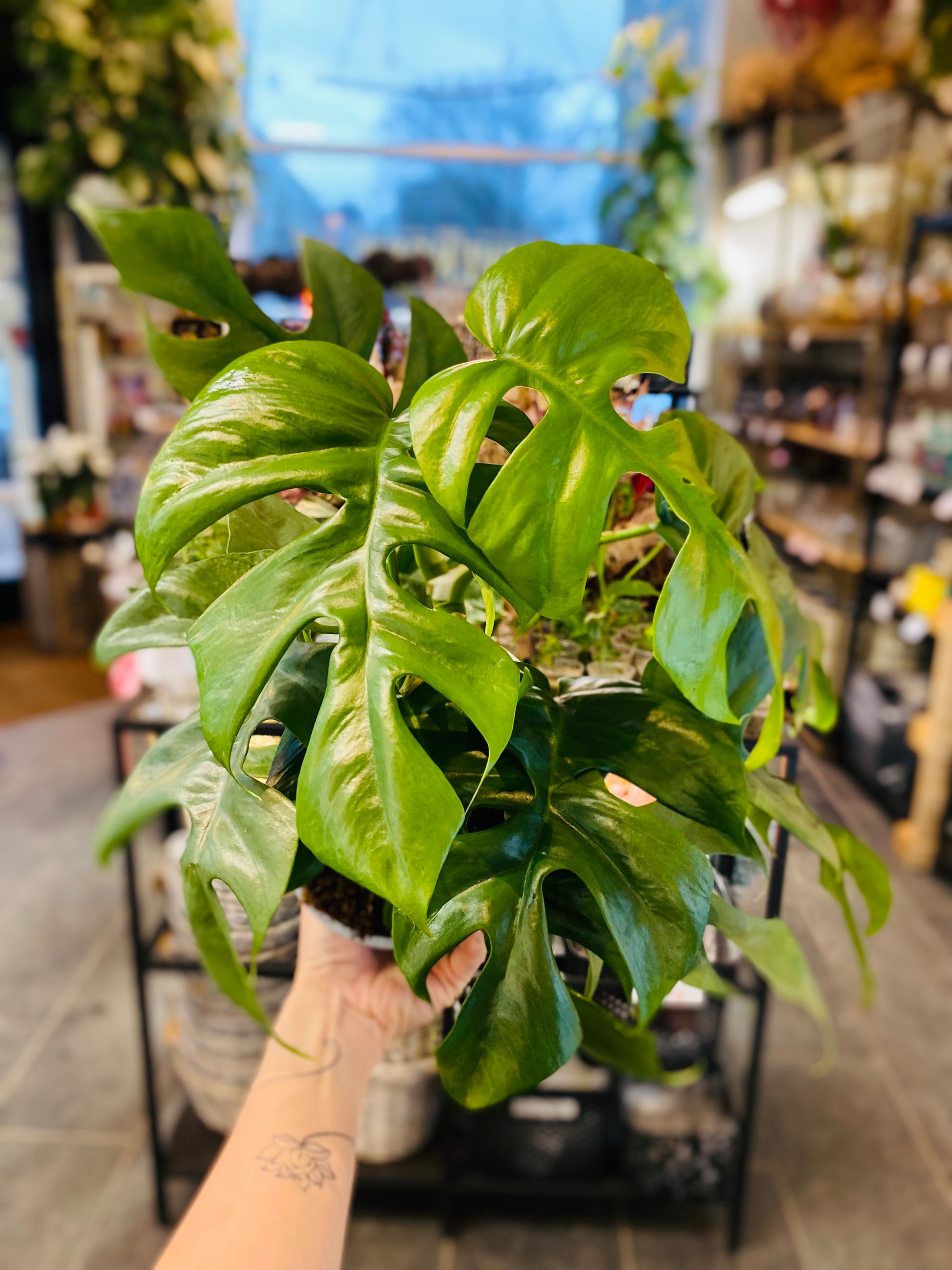 Rhaphidophora Tetrasperma - Elegant Mini Monstera