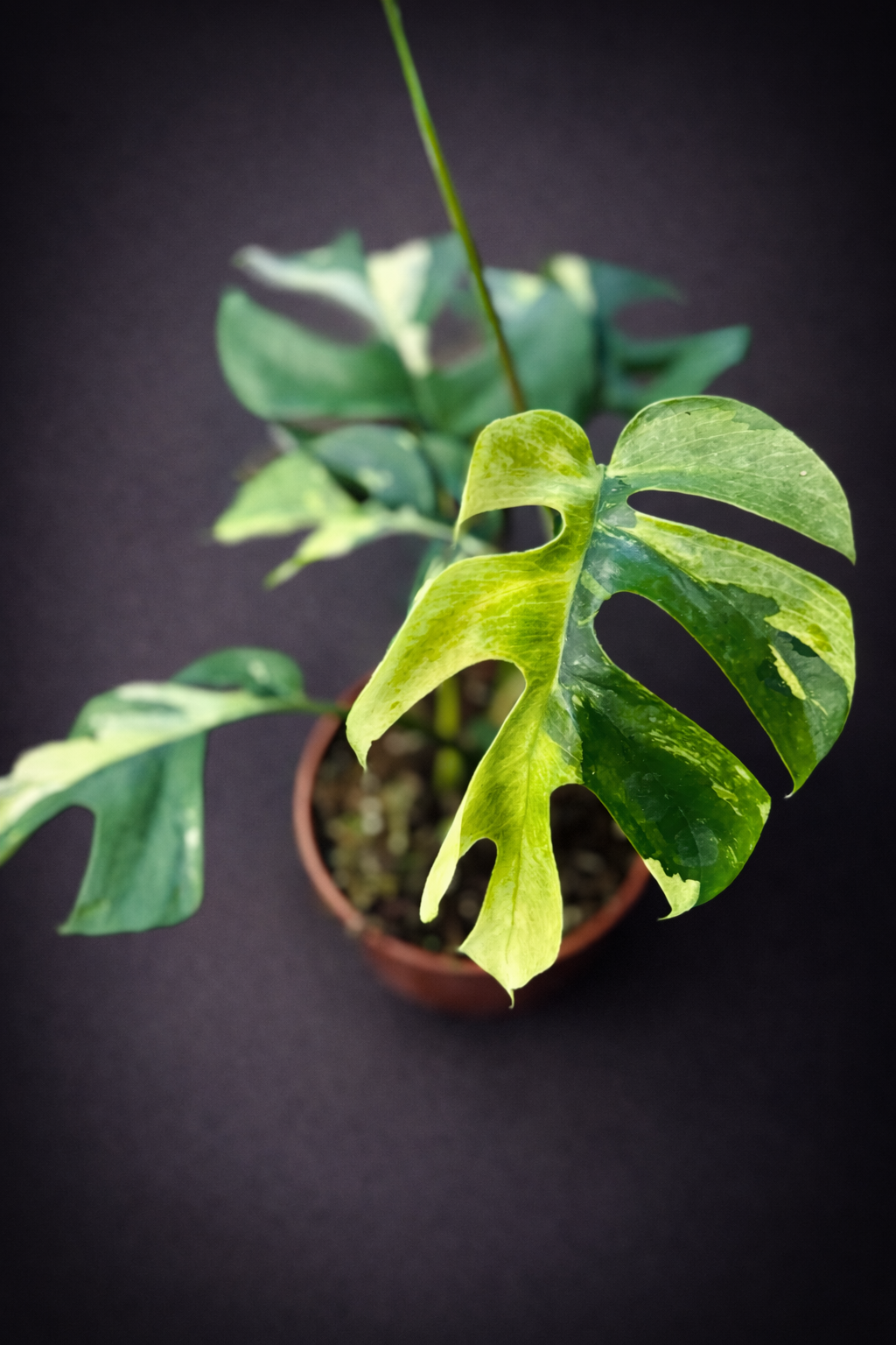 Rhaphidophora Tetrasperma Variegata