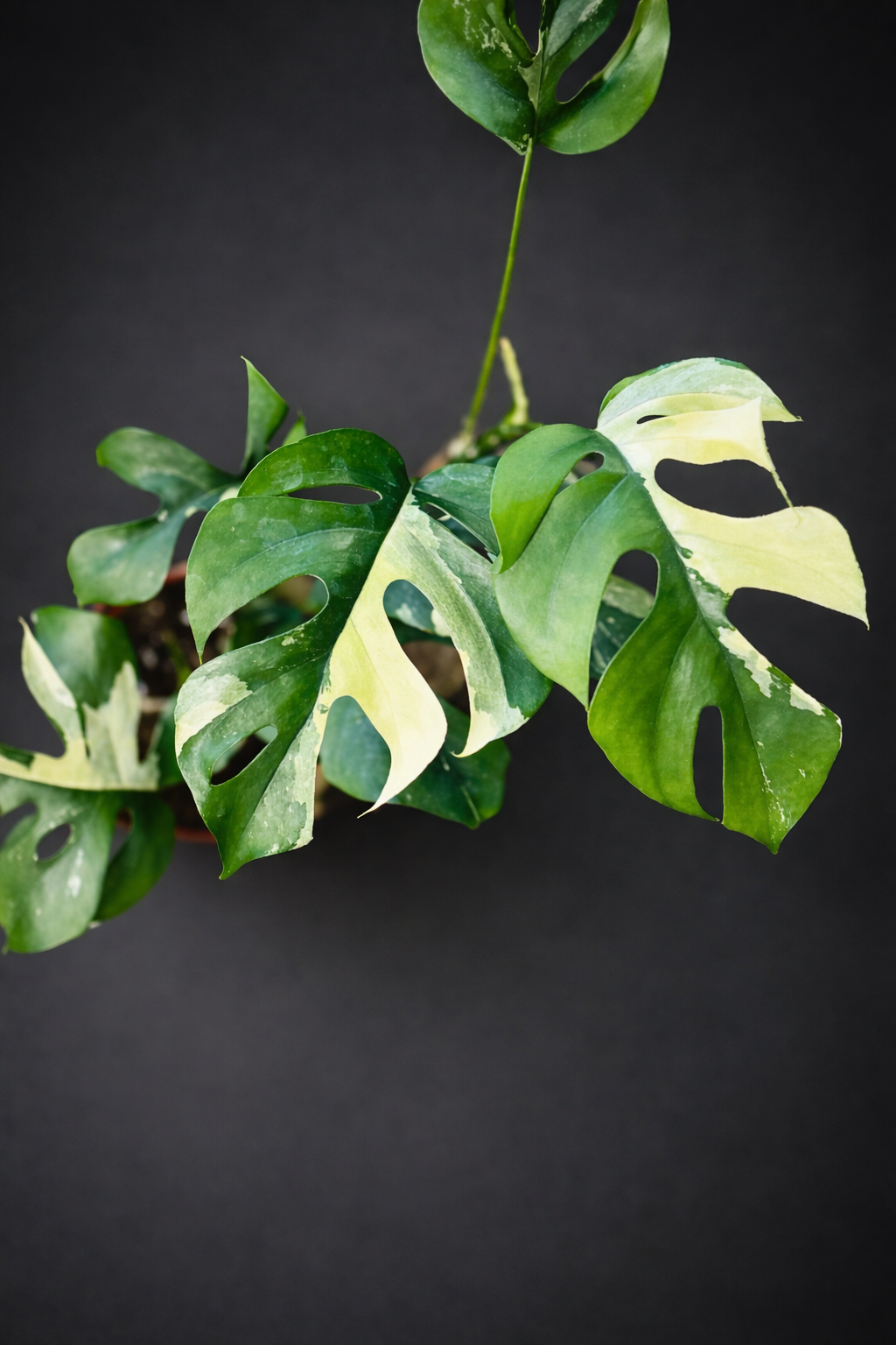 Rhaphidophora Tetrasperma Variegata