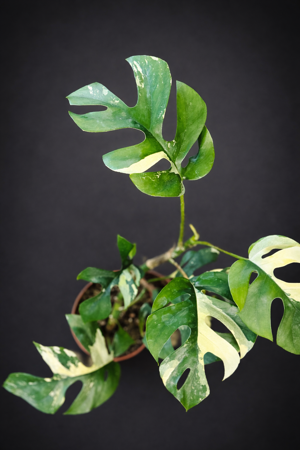 Rhaphidophora Tetrasperma Variegata